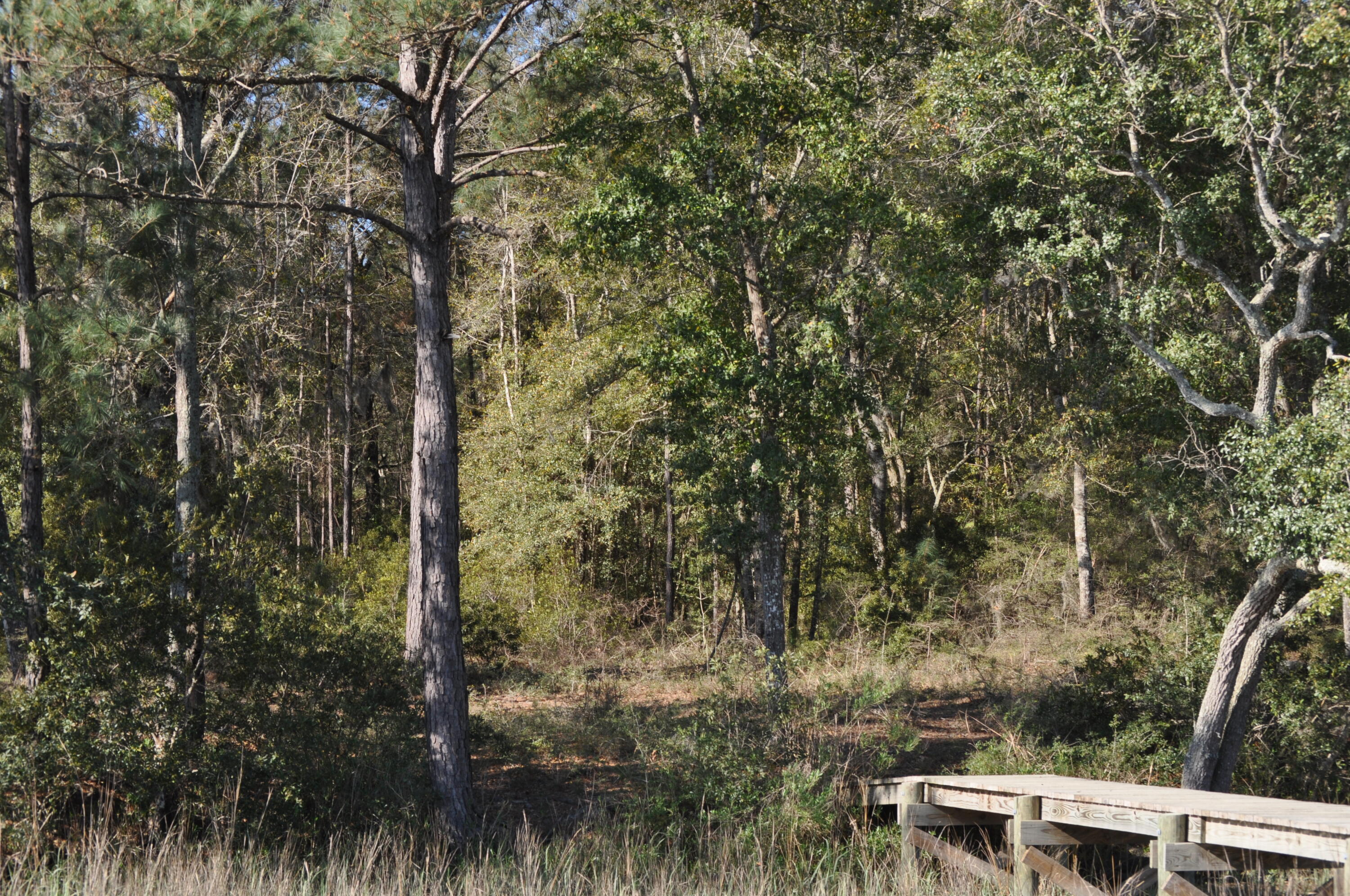 6652 Bloody Point Road Wadmalaw Island, SC 29487 - Photo 11 of 15 DSC_0014