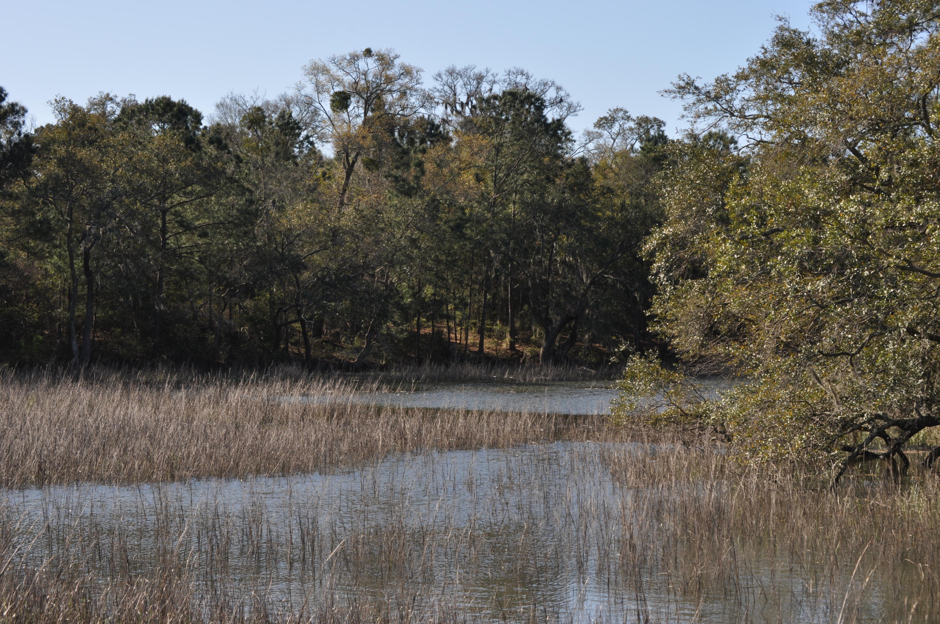 6652 Bloody Point Road Wadmalaw Island, SC 29487 - Photo 14 of 15 DSC_0017