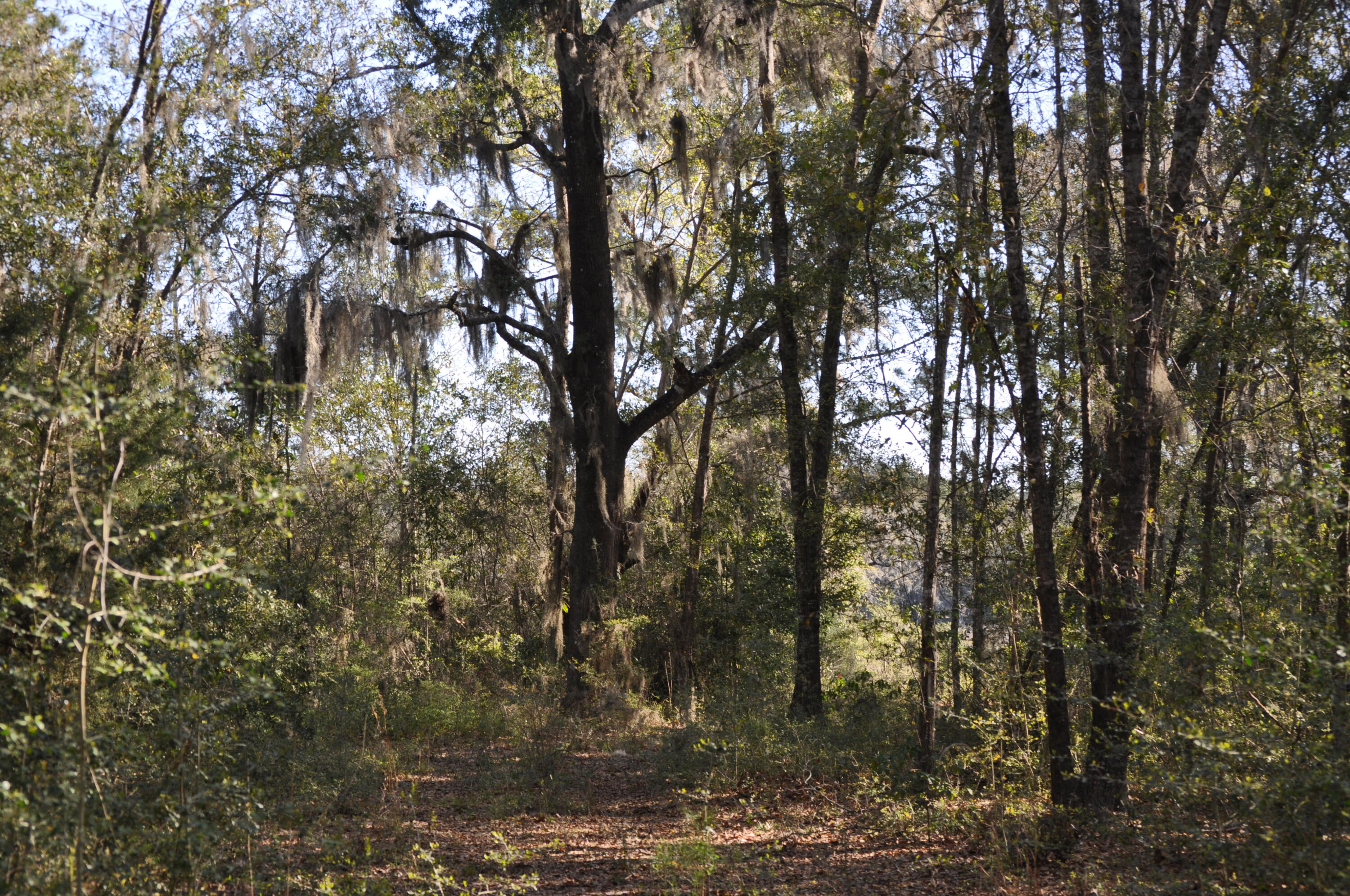6652 Bloody Point Road Wadmalaw Island, SC 29487 - Photo 5 of 15 DSC_0008