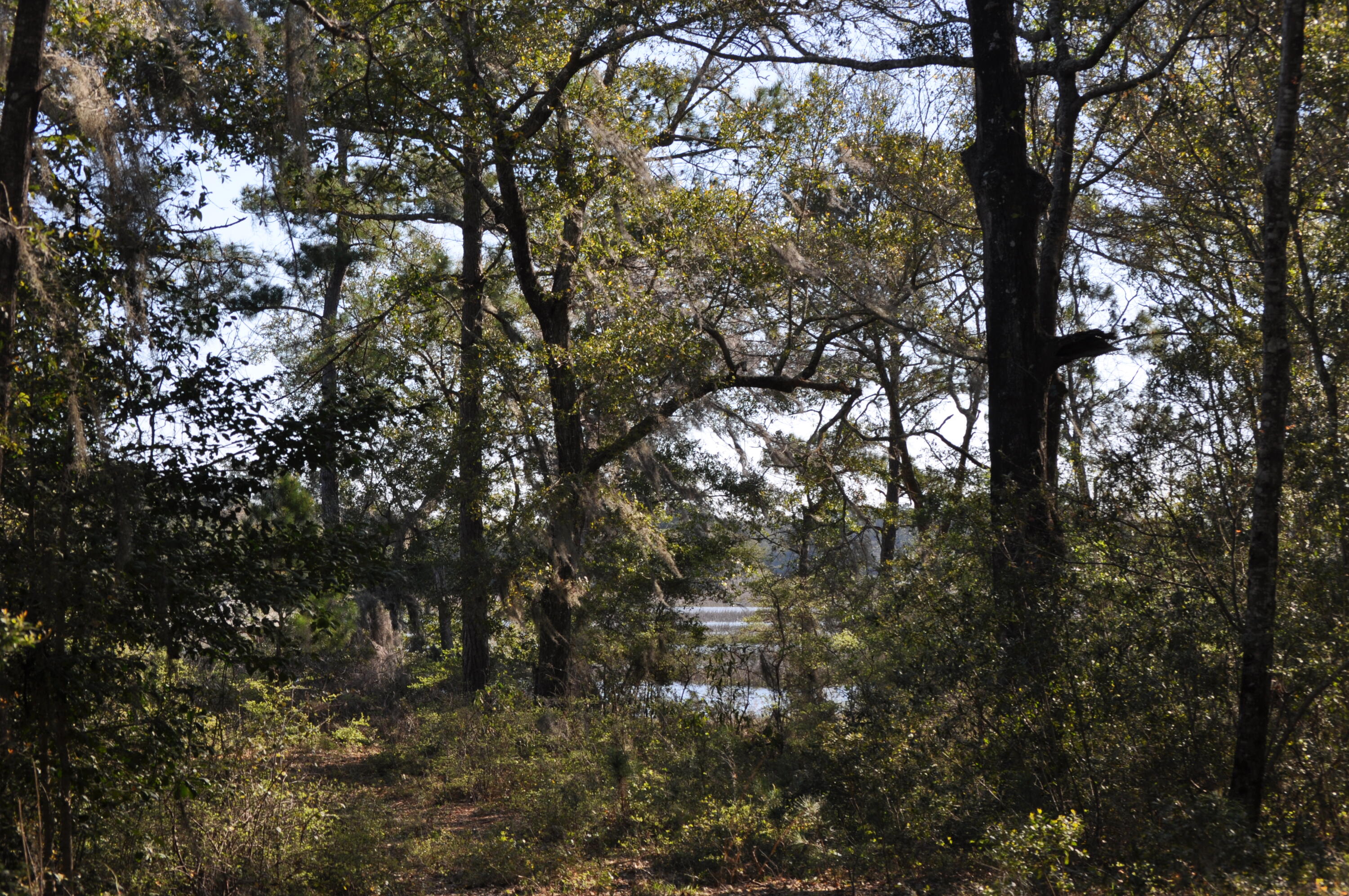 6652 Bloody Point Road Wadmalaw Island, SC 29487 - Photo 6 of 15 DSC_0009