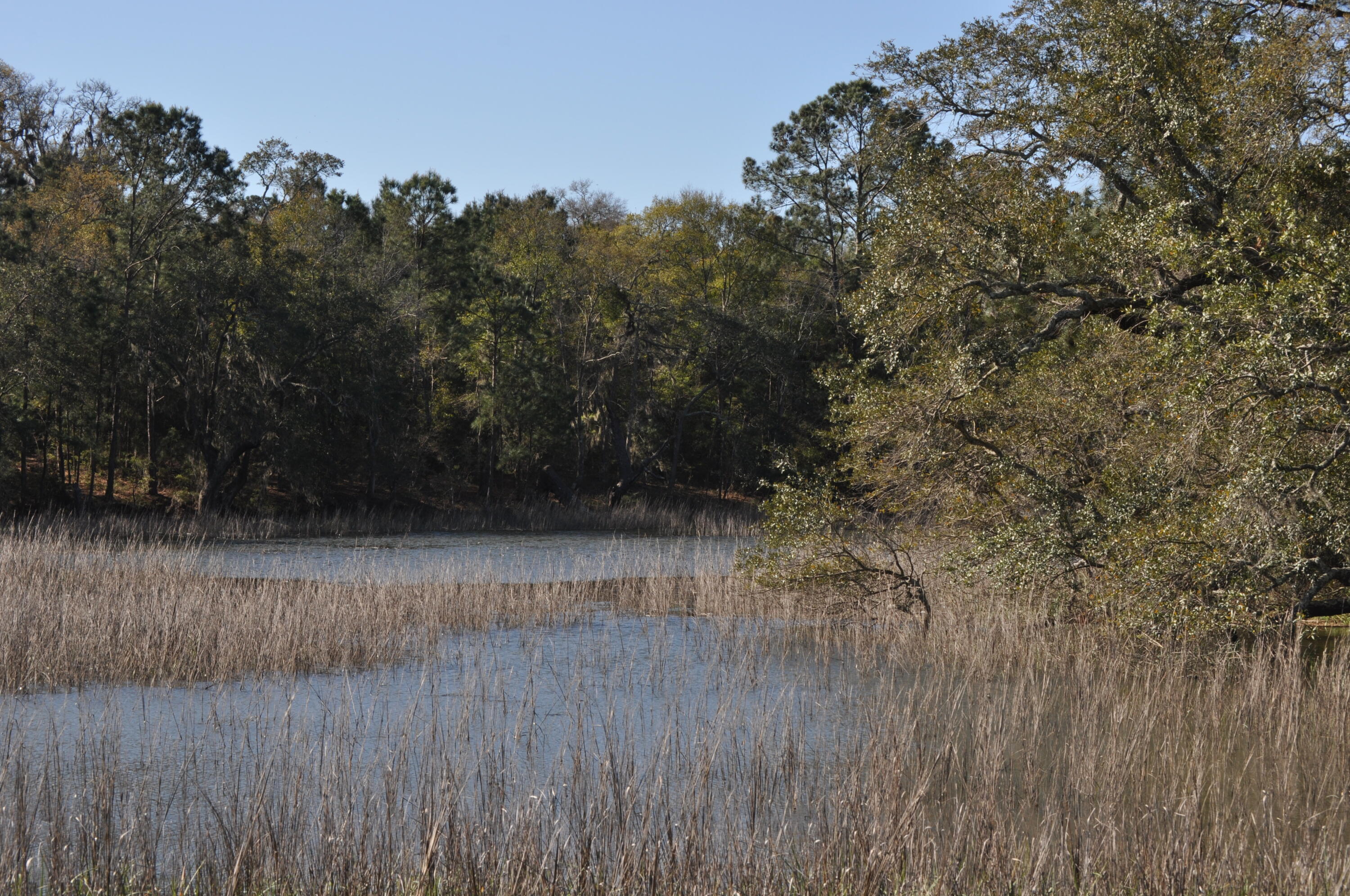 6652 Bloody Point Road Wadmalaw Island, SC 29487 - Photo 10 of 15 DSC_0013
