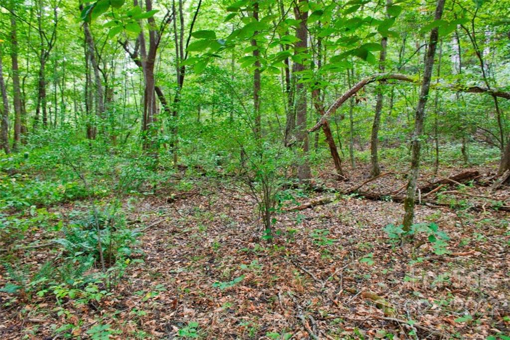 0 Desota Ridge, Unit 365 Rutherfordton, NC 28139 - Photo 4 of 11 a view of a forest that has large trees
