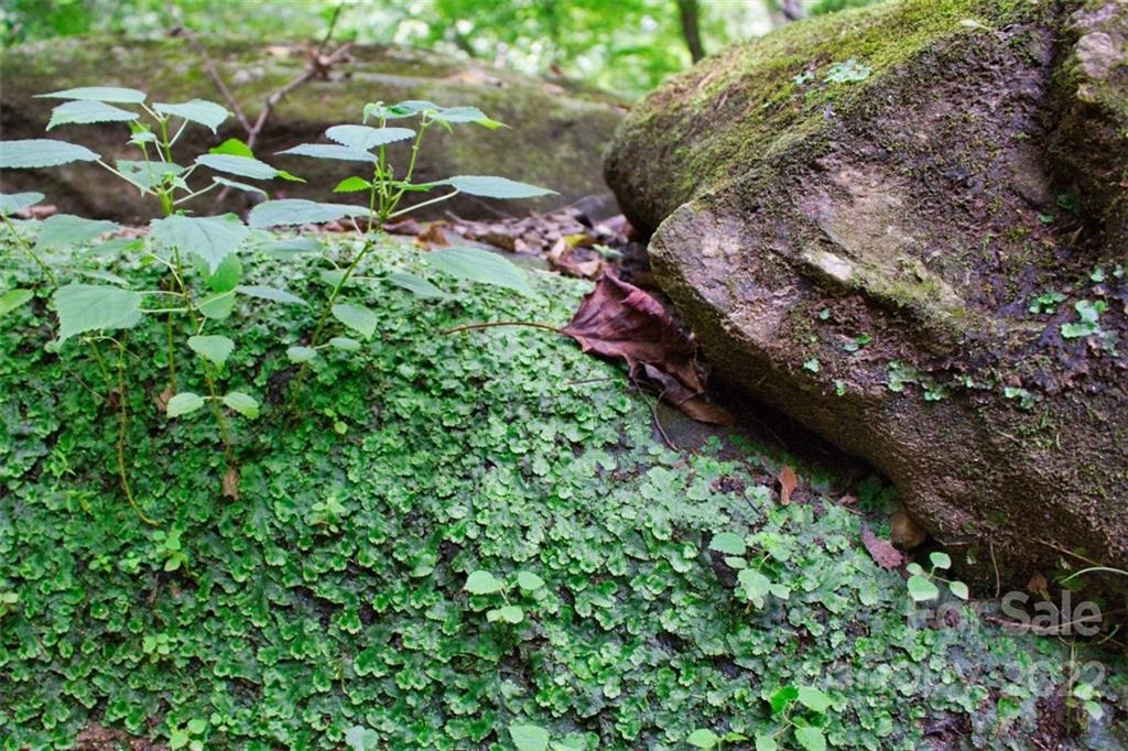 0 Desota Ridge, Unit 365 Rutherfordton, NC 28139 - Photo 5 of 11 a view of a lush green forest with lots of trees