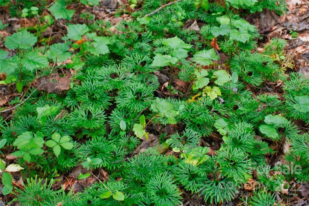 0 Desota Ridge, Unit 365 Rutherfordton, NC 28139 - Photo 6 of 11 a view of a lush green forest
