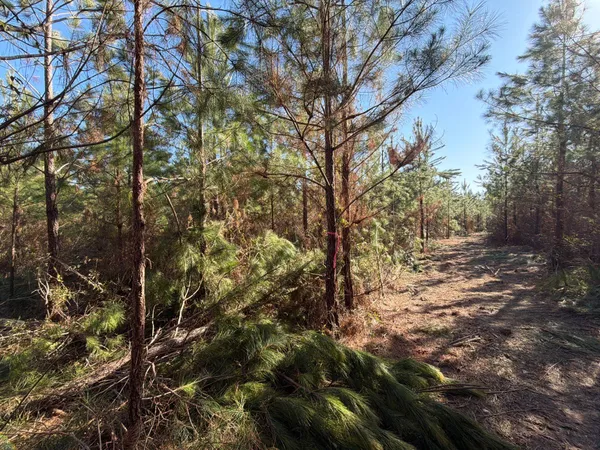 $49,900 | 8 Brunson Teal Road, Patrick, SC 29584