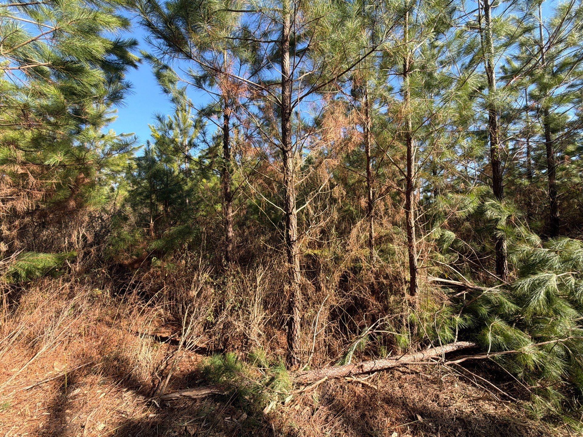 8 Brunson Teal Road Patrick, SC 29584 - Photo 12 of 14 5-Jan 28 2026 07_29pm-LoCE