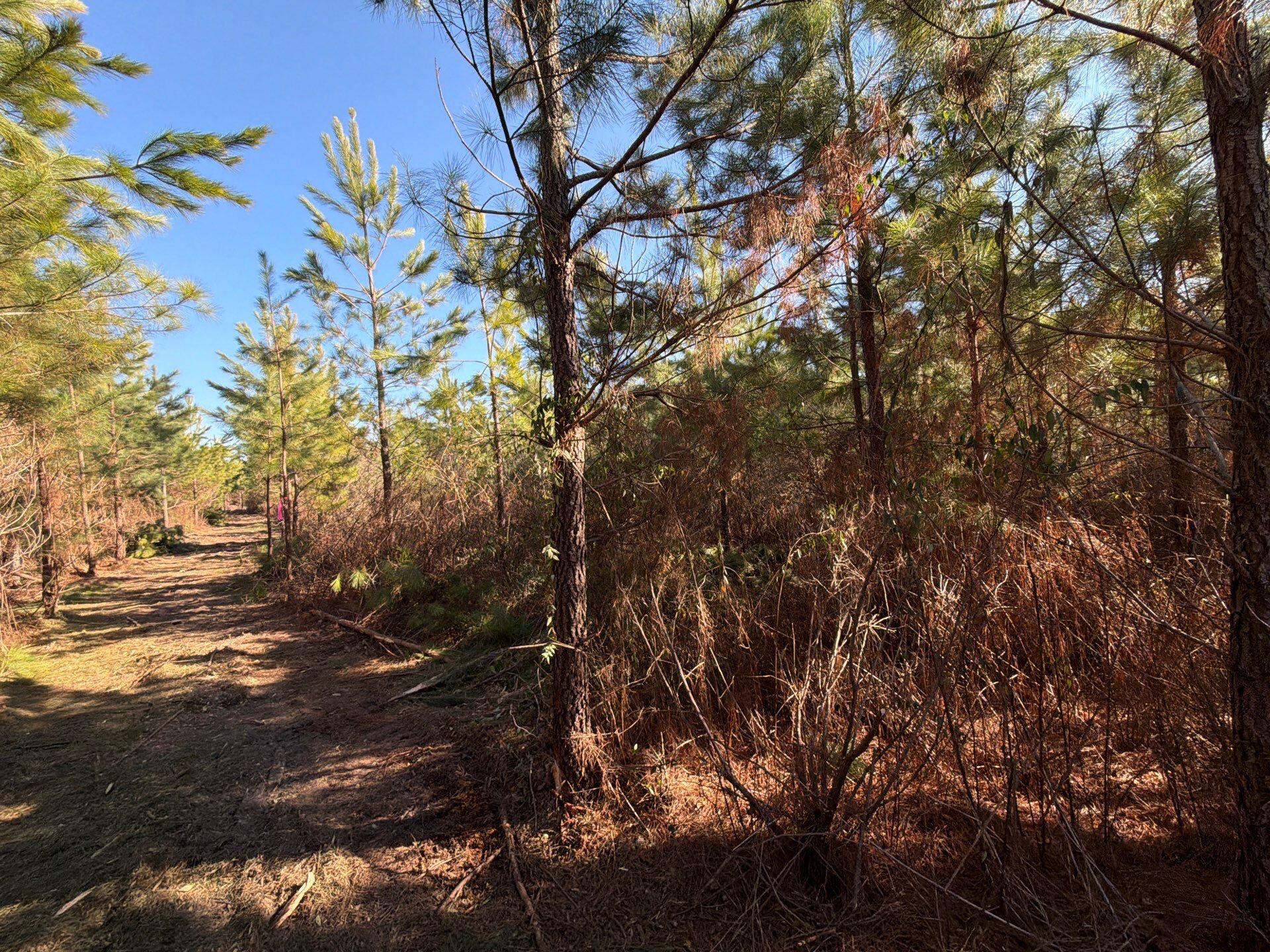 8 Brunson Teal Road Patrick, SC 29584 - Photo 5 of 14 17-Jan 28 2026 07_41pm-j1EM