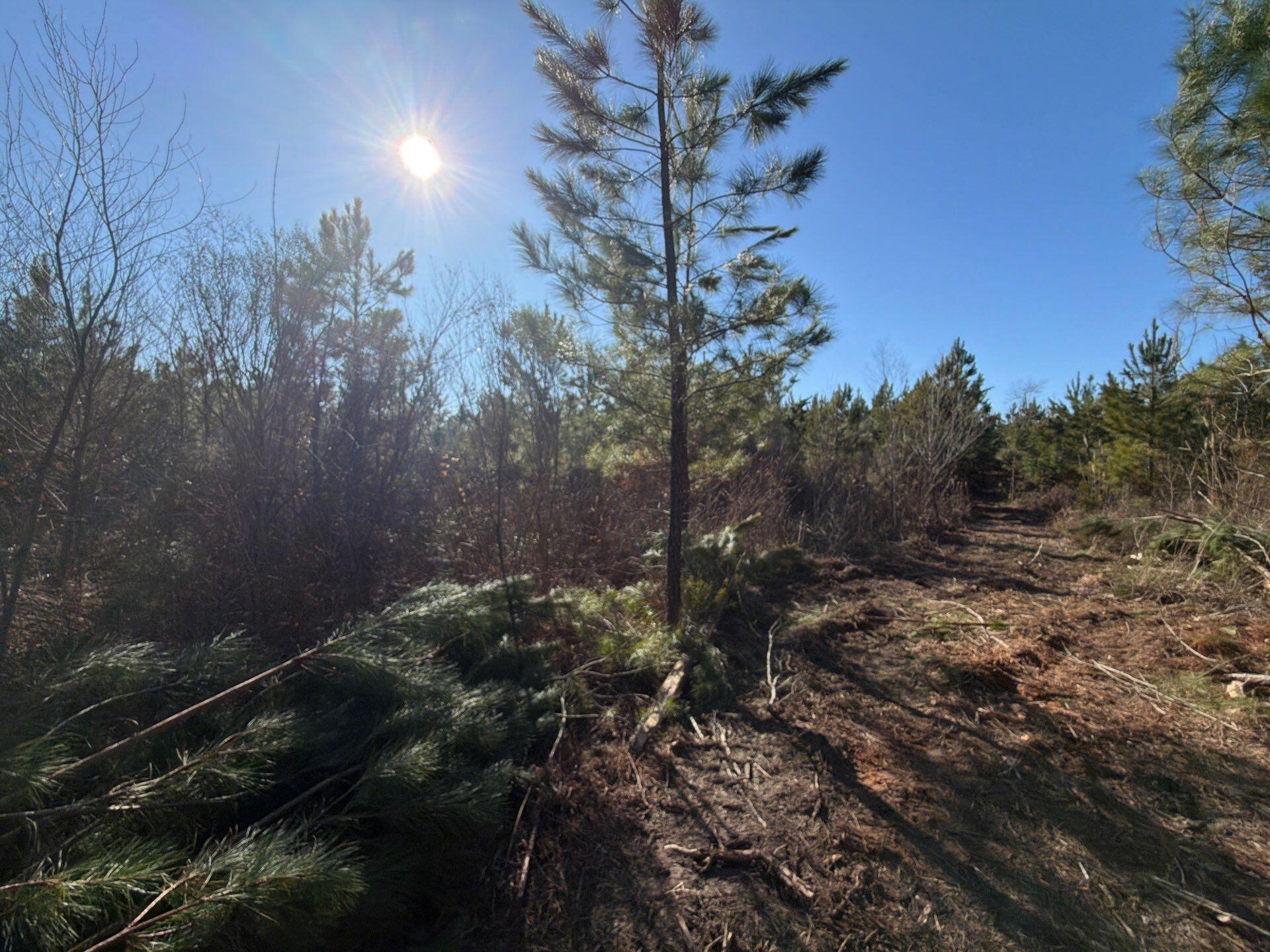 8 Brunson Teal Road Patrick, SC 29584 - Photo 7 of 14 13-Jan 28 2026 07_39pm-iiD6