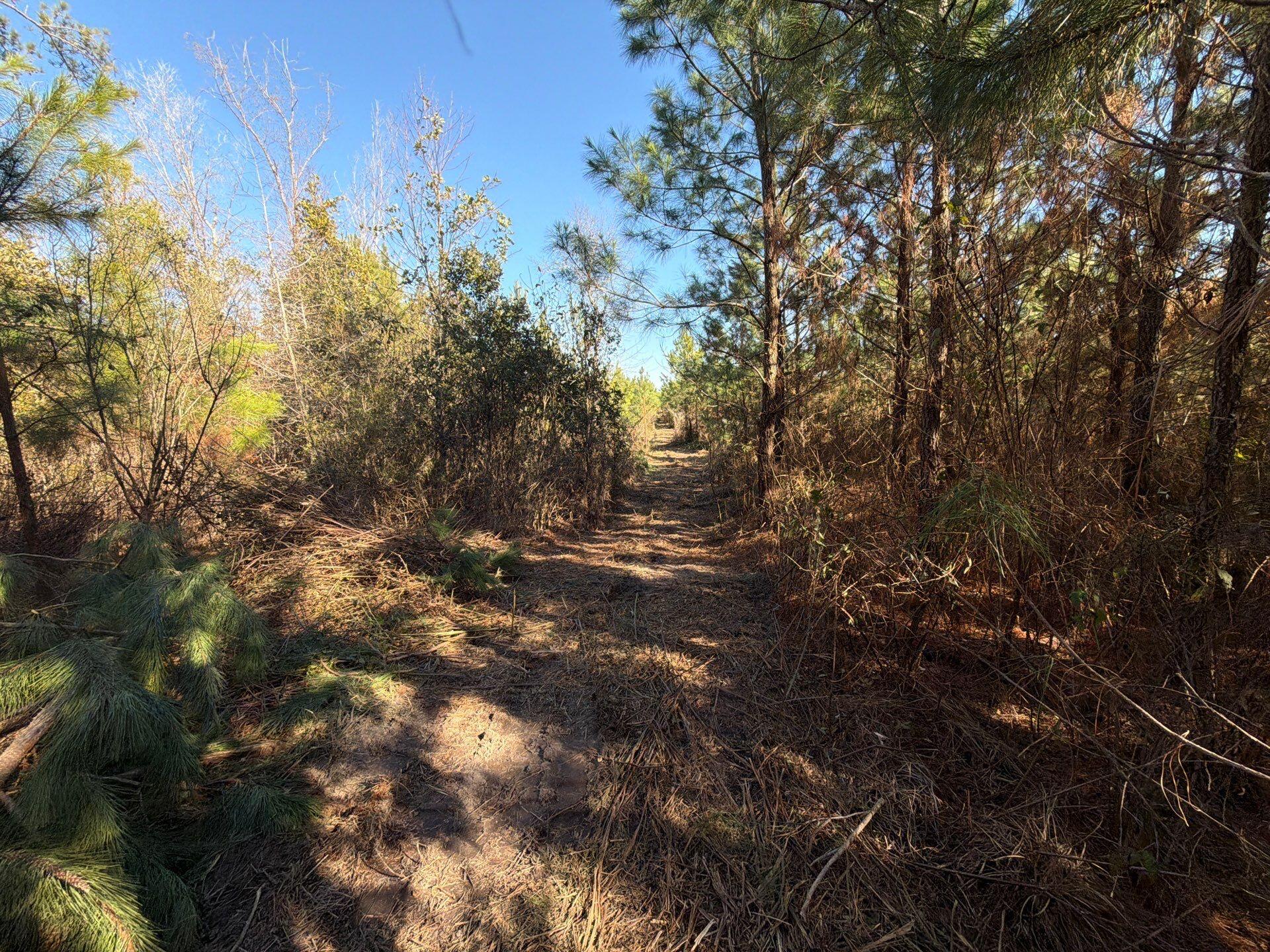 8 Brunson Teal Road Patrick, SC 29584 - Photo 9 of 14 9-Jan 28 2026 07_32pm-97eg