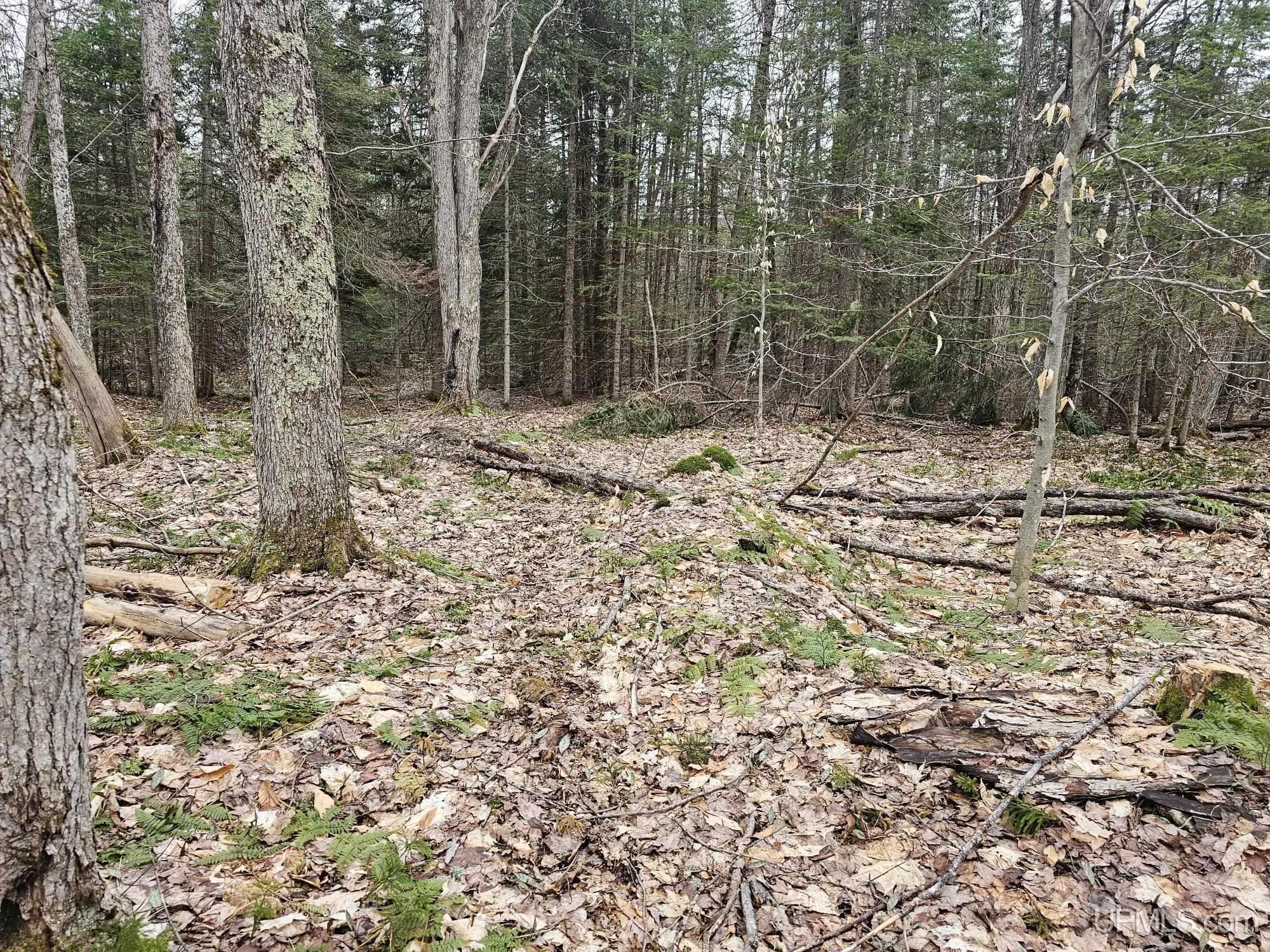 23 Camp 23 Road Germfask, MI 49836 - Photo 11 of 16