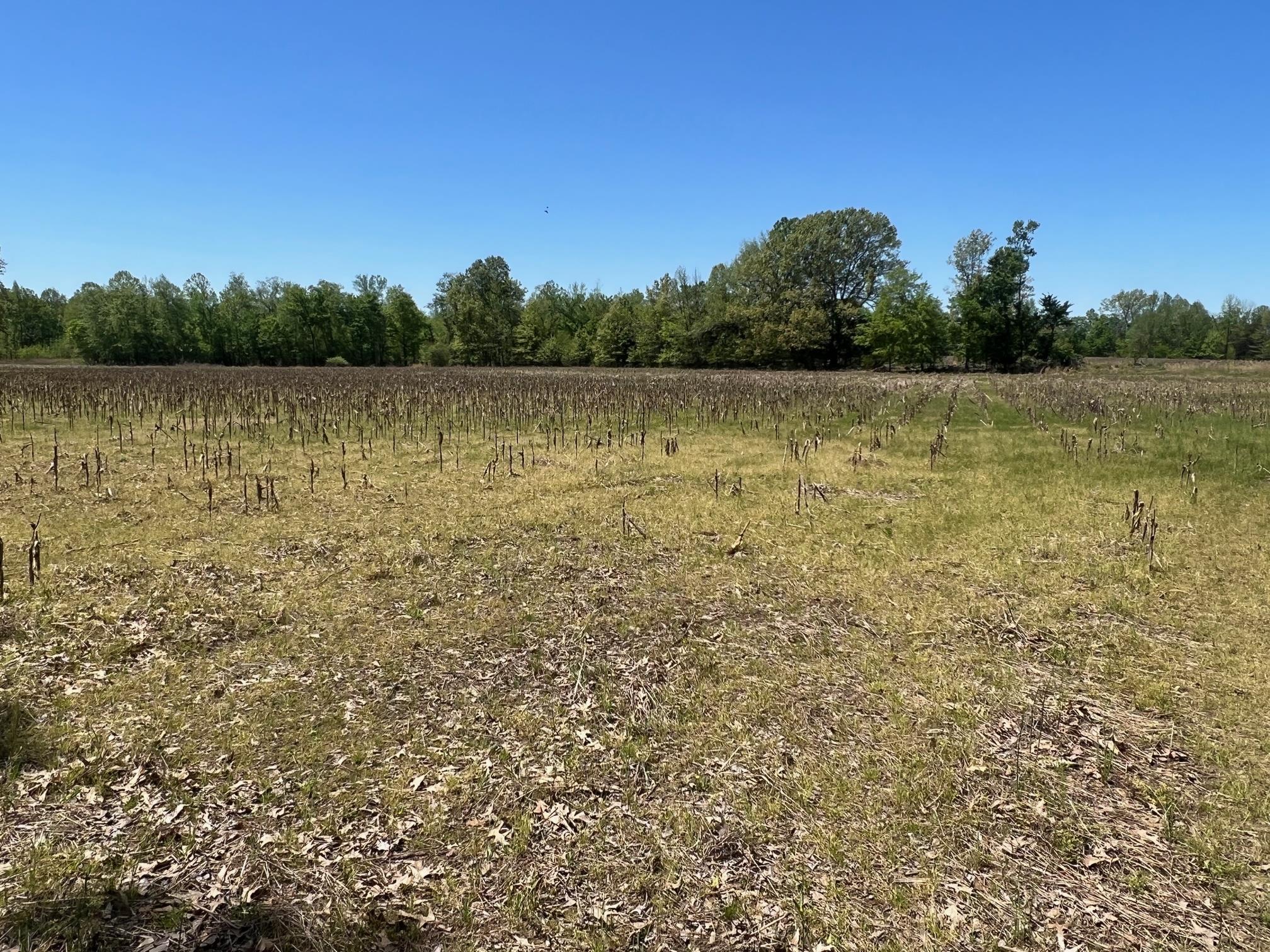 27-acres Sycamore Road Collierville, TN 38017 - Photo 8 of 12