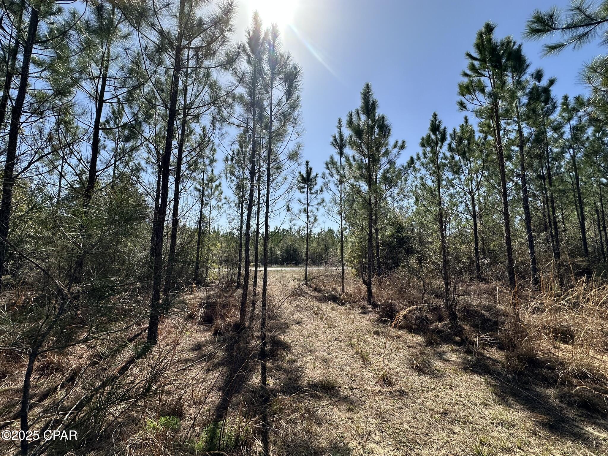 Tract#6416 Douglas Ferry Road Caryville, FL 32427 - Photo 3 of 13
