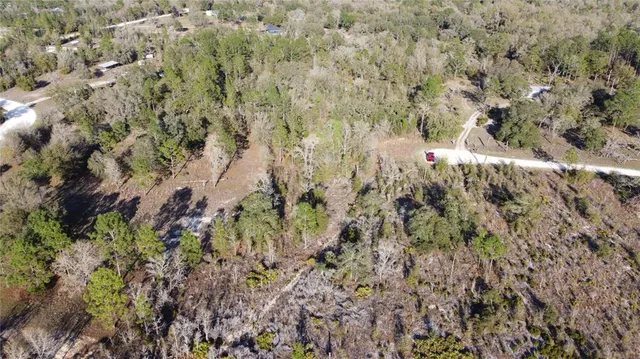 a view of a forest with a tree