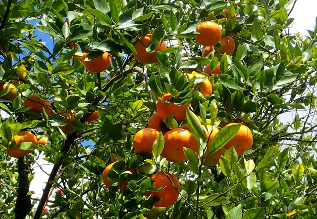 a view of a bunch of flowers