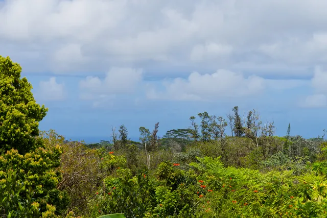 a view of a bunch of trees