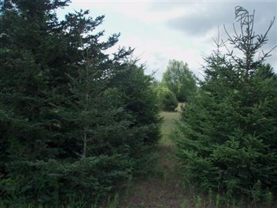 13858 Erdman Road Bear Lake, MI 49614 - Photo 2 of 6 Additional Photo