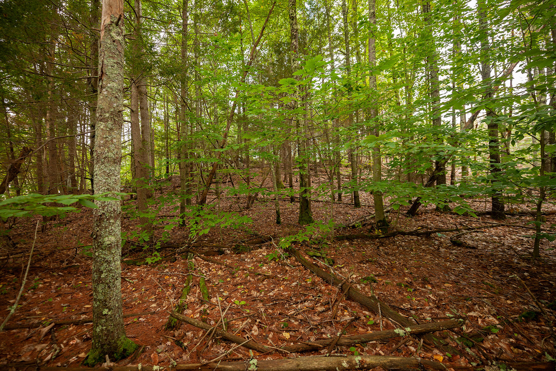 54 Logging Road York, ME 03902 - Photo 4 of 9 _DSC2268-Edit