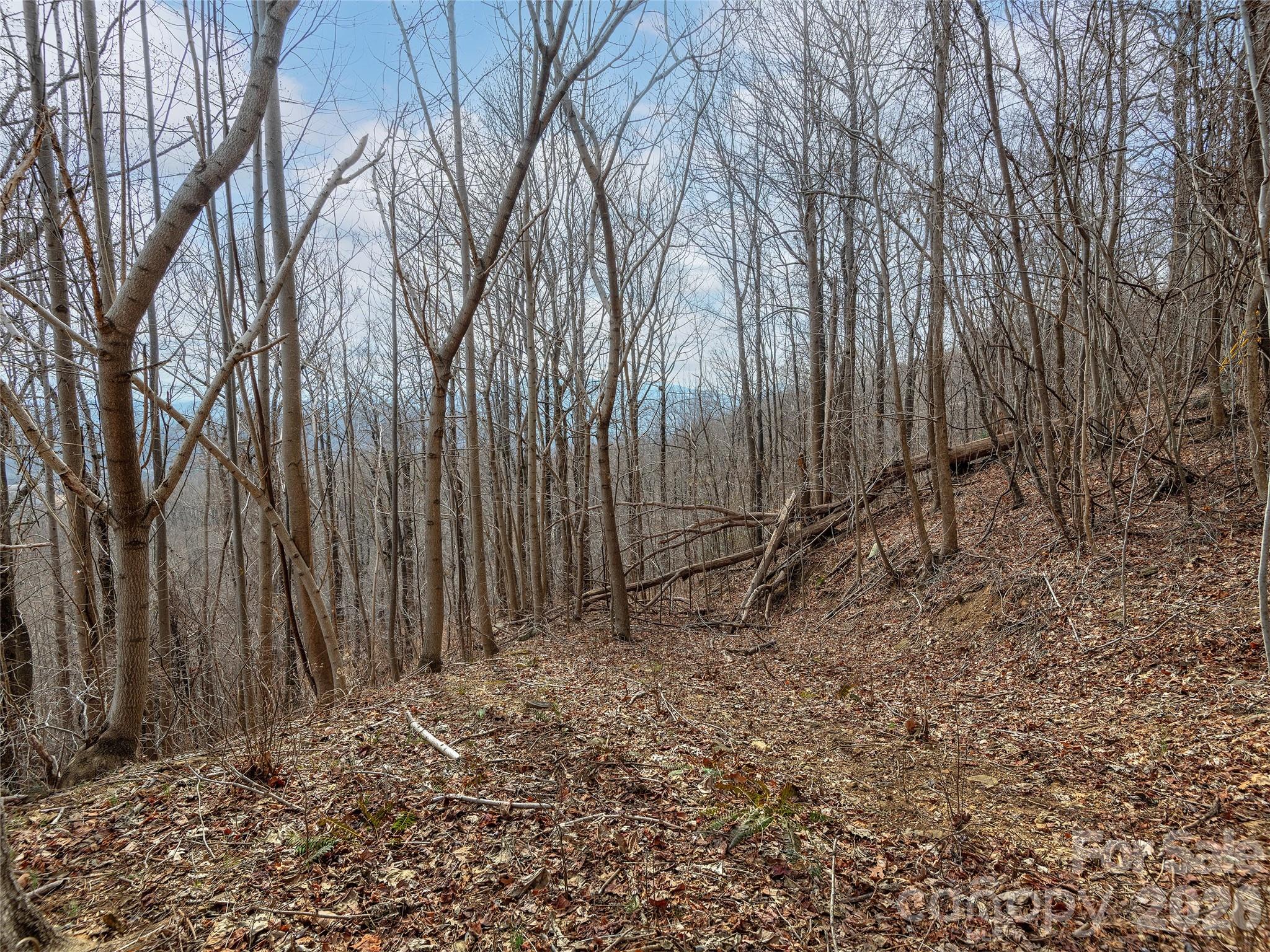 Lot 56 White Oak Mountain Road, Unit 56 Columbus, NC 28722 - Photo 7 of 10 a view of a backyard with trees