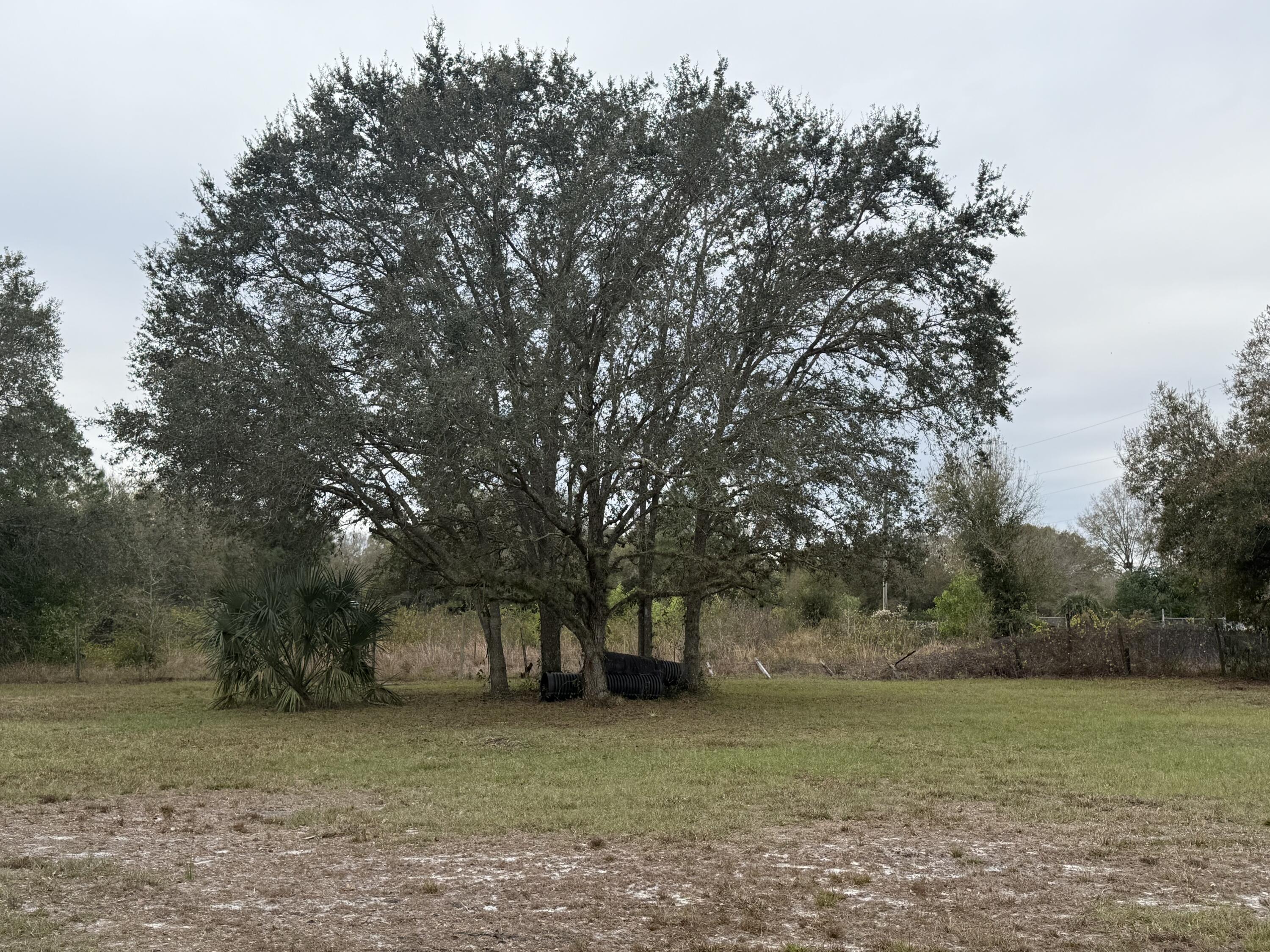 754 Hunting Club Avenue Clewiston, FL 33440 - Photo 7 of 31 a view of a trees in a yard