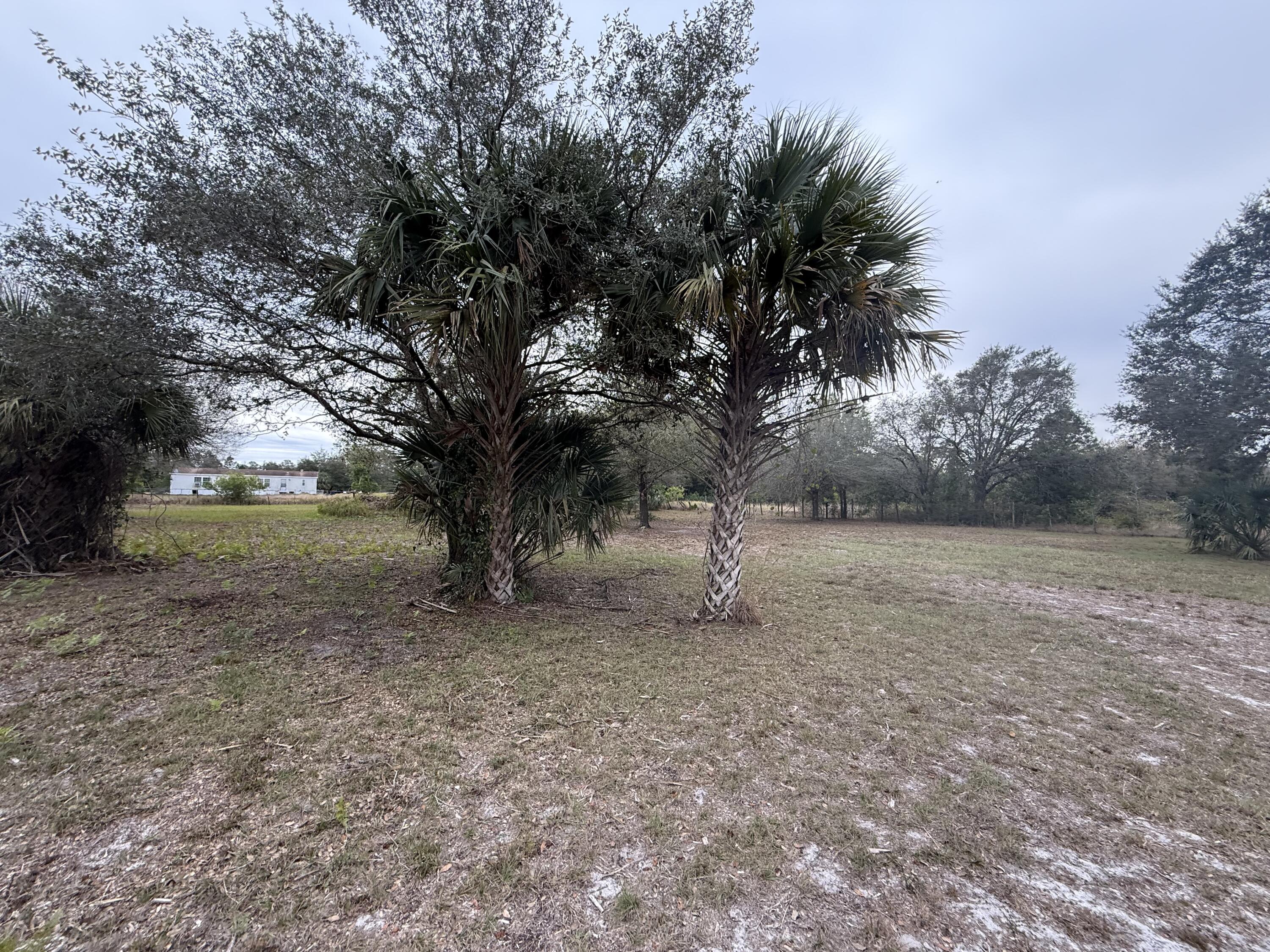 754 Hunting Club Avenue Clewiston, FL 33440 - Photo 8 of 31 a view of a yard with a tree