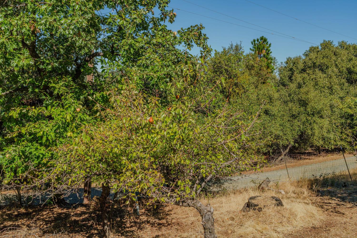 17900 Holly Road Fiddletown, CA 95629 - Photo 75 of 94