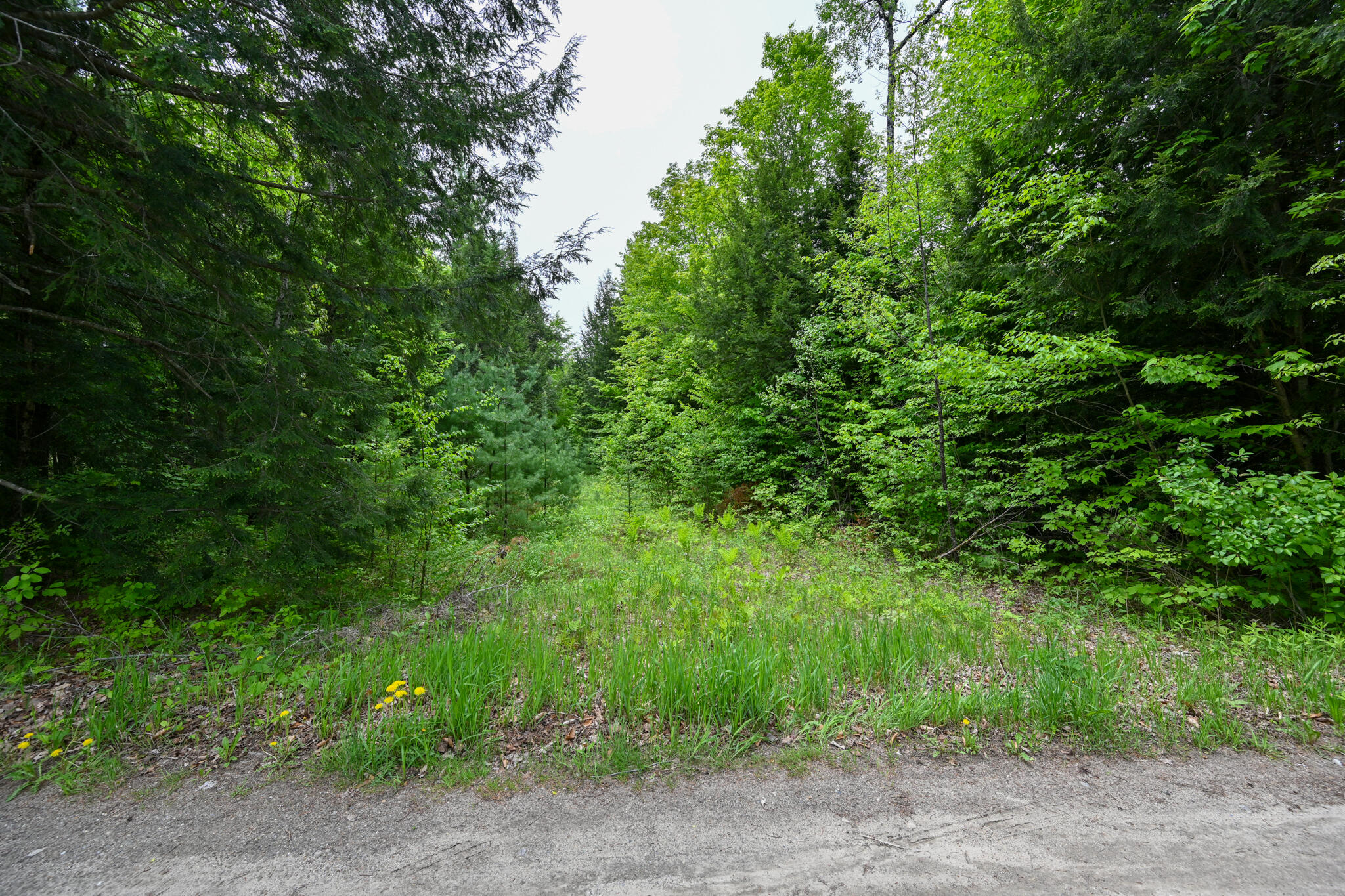 Lot 16 Old Towle Road Dixfield, ME 04224 - Photo 11 of 14 View from road