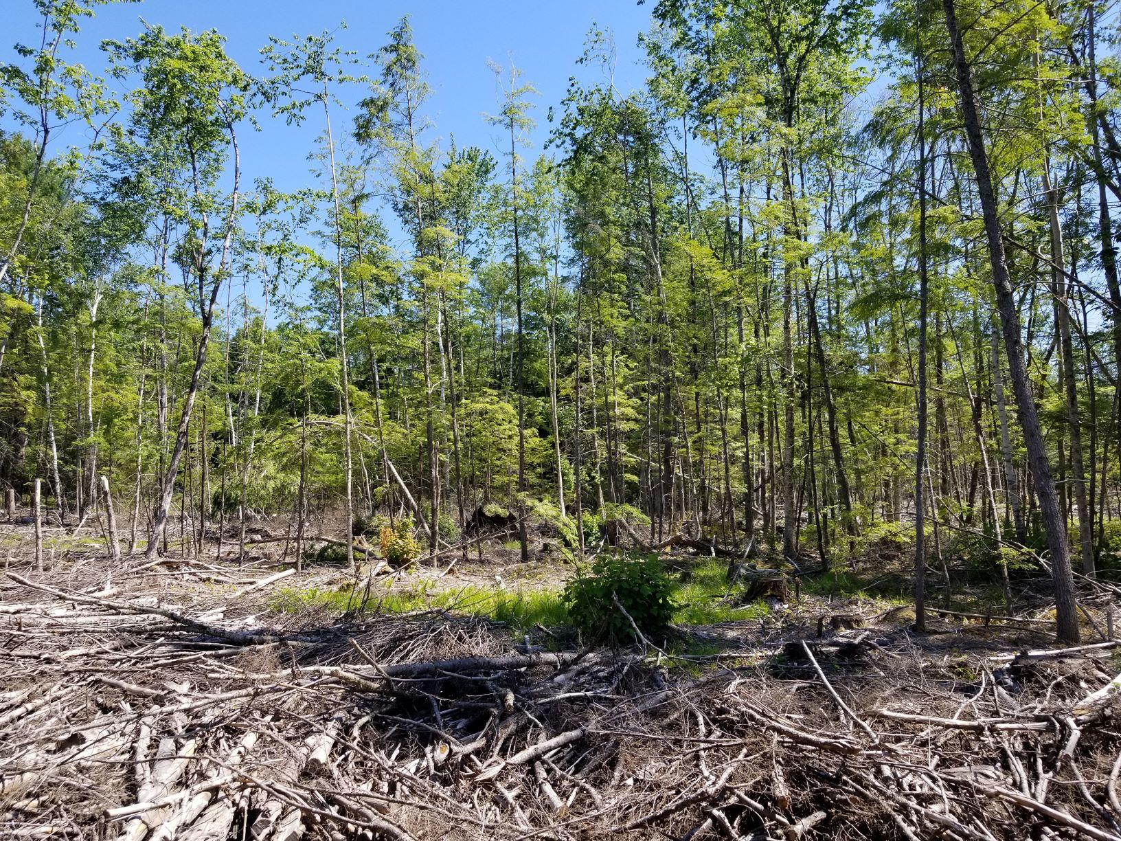 0 Upper Tarbox Road Hollis Center, ME 04042 - Photo 21 of 47 Harvest area 2
