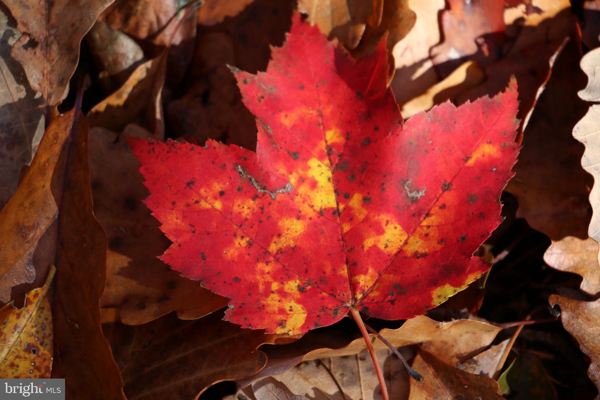 Eagles Nest Lane Castleton, VA 22716 - Photo 12 of 53