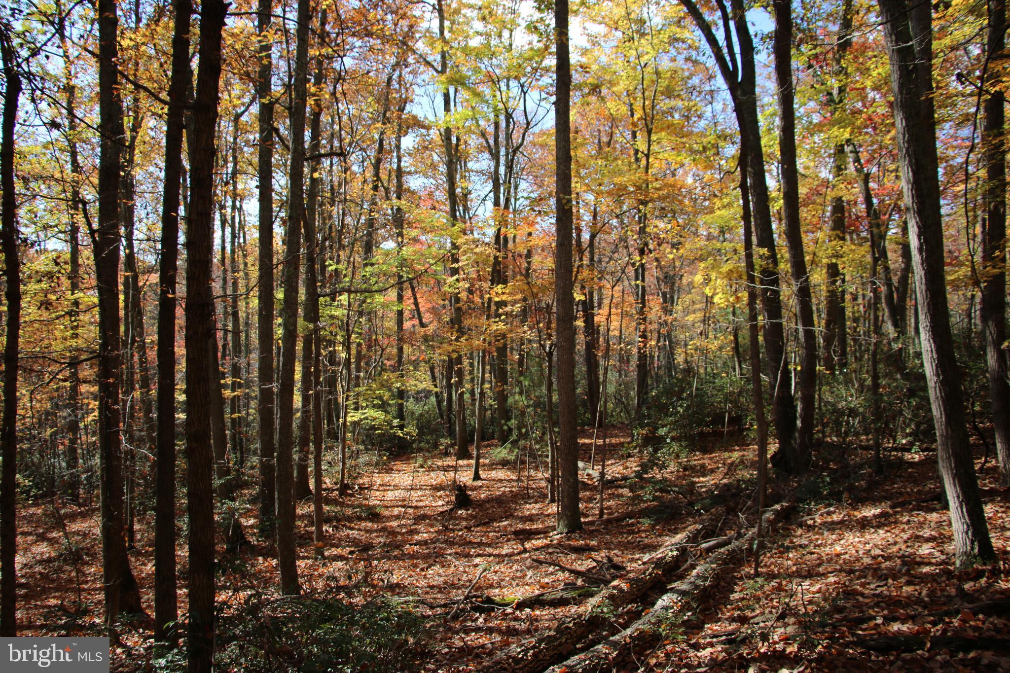 Eagles Nest Lane Castleton, VA 22716 - Photo 16 of 53