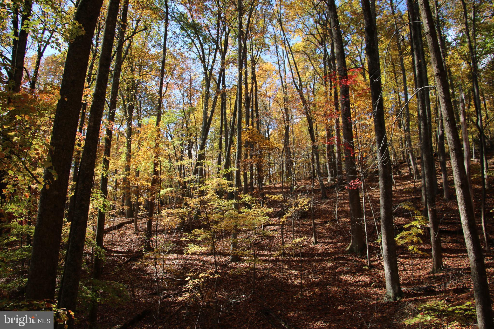 Eagles Nest Lane Castleton, VA 22716 - Photo 19 of 53