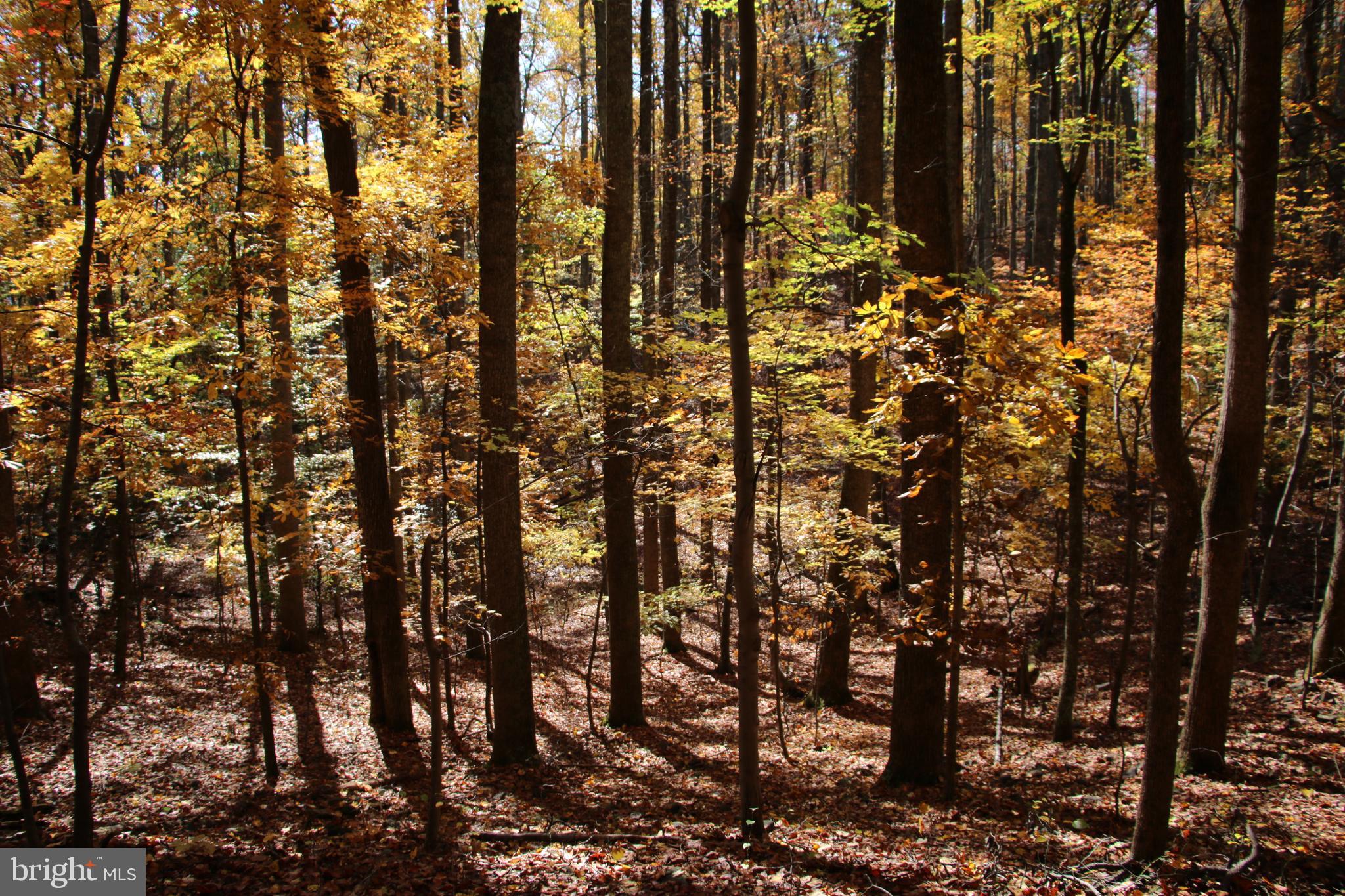 Eagles Nest Lane Castleton, VA 22716 - Photo 21 of 53