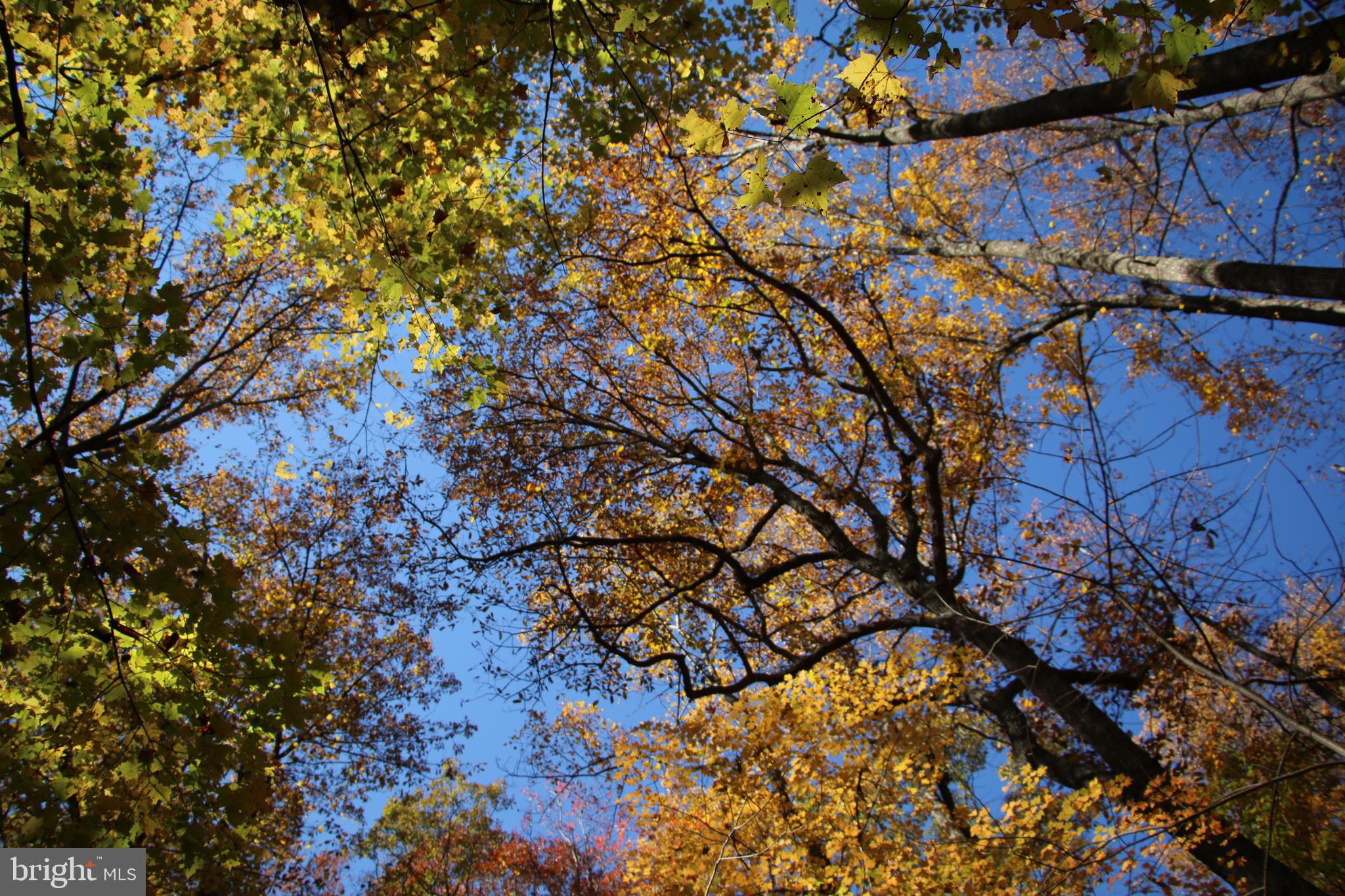 Eagles Nest Lane Castleton, VA 22716 - Photo 23 of 53