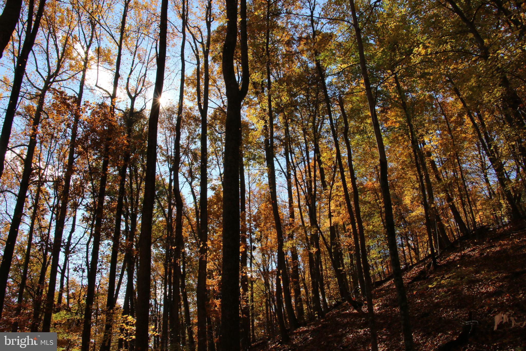 Eagles Nest Lane Castleton, VA 22716 - Photo 25 of 53