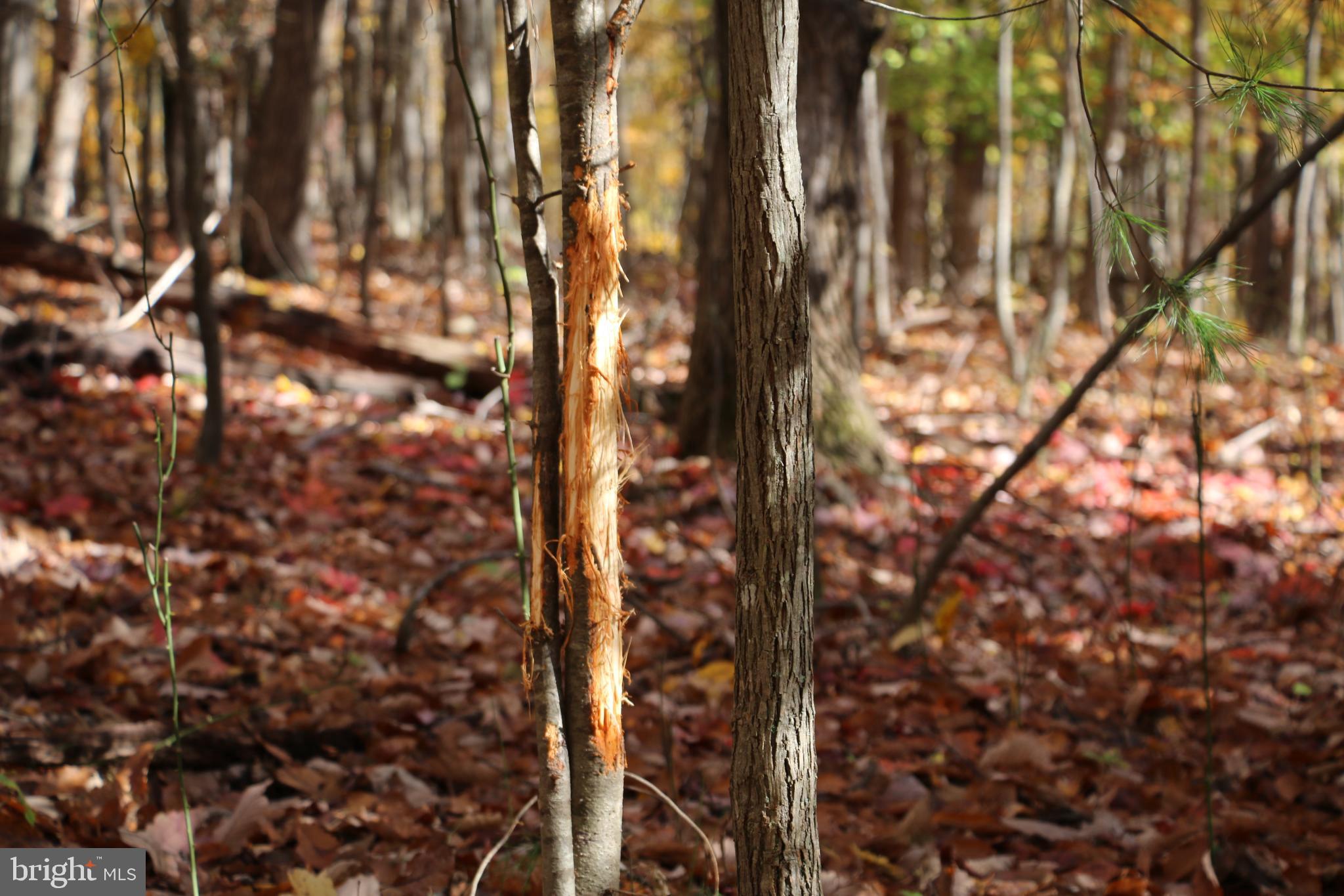 Eagles Nest Lane Castleton, VA 22716 - Photo 27 of 53