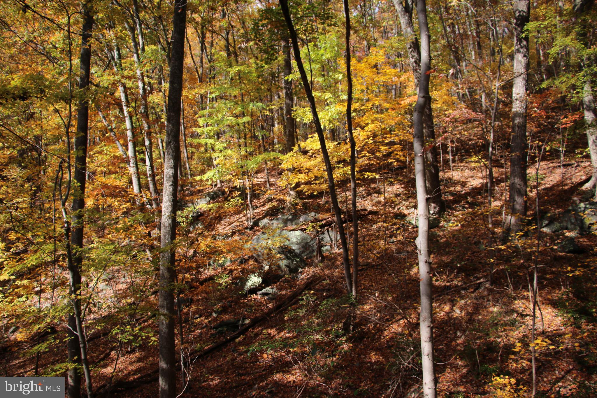 Eagles Nest Lane Castleton, VA 22716 - Photo 29 of 53