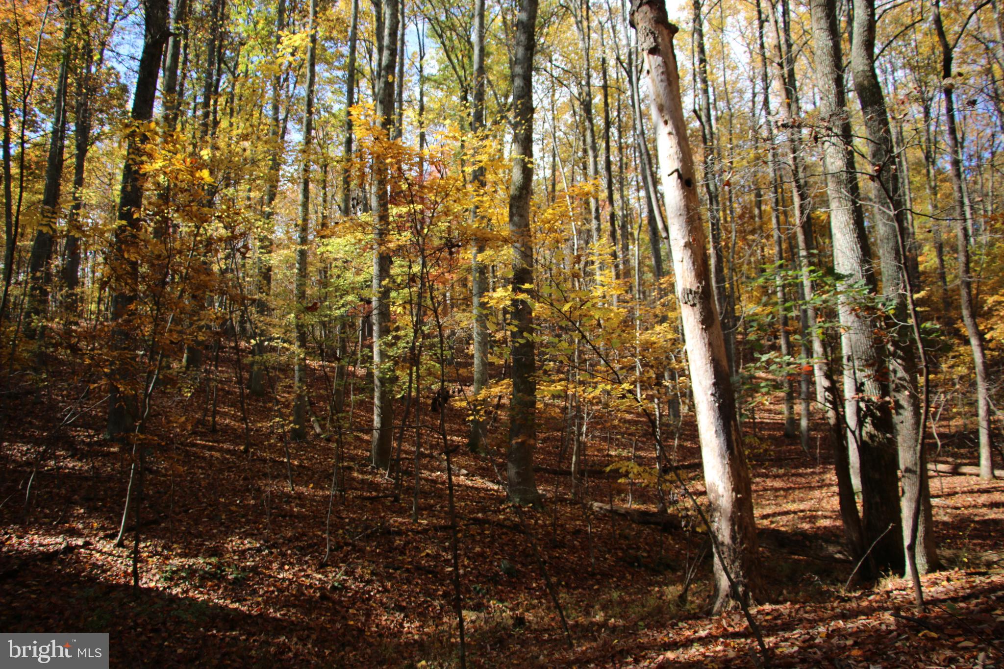 Eagles Nest Lane Castleton, VA 22716 - Photo 35 of 53