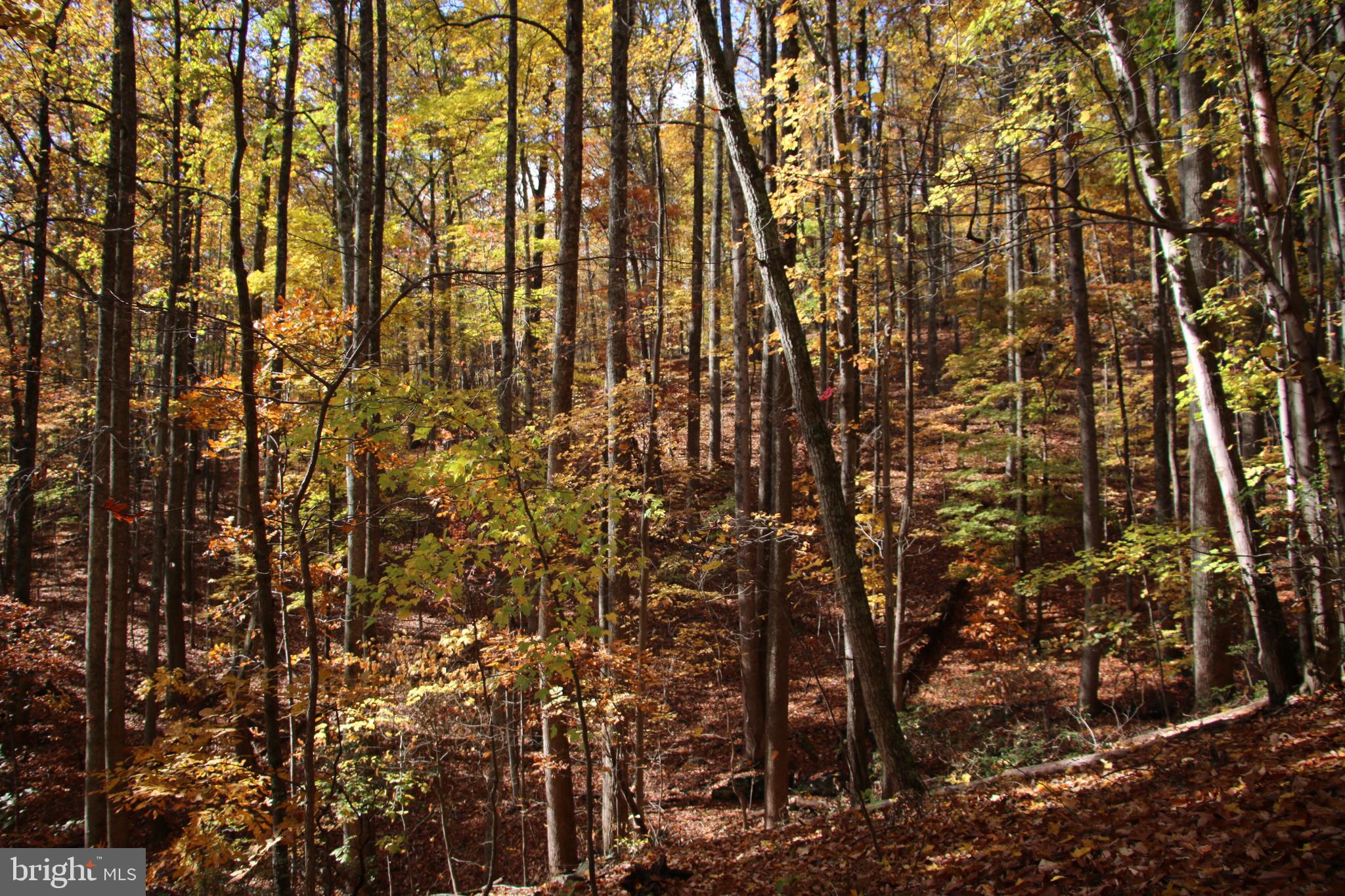 Eagles Nest Lane Castleton, VA 22716 - Photo 43 of 53