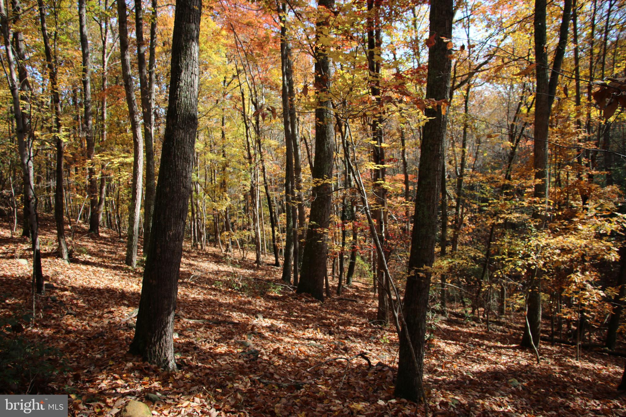 Eagles Nest Lane Castleton, VA 22716 - Photo 47 of 53