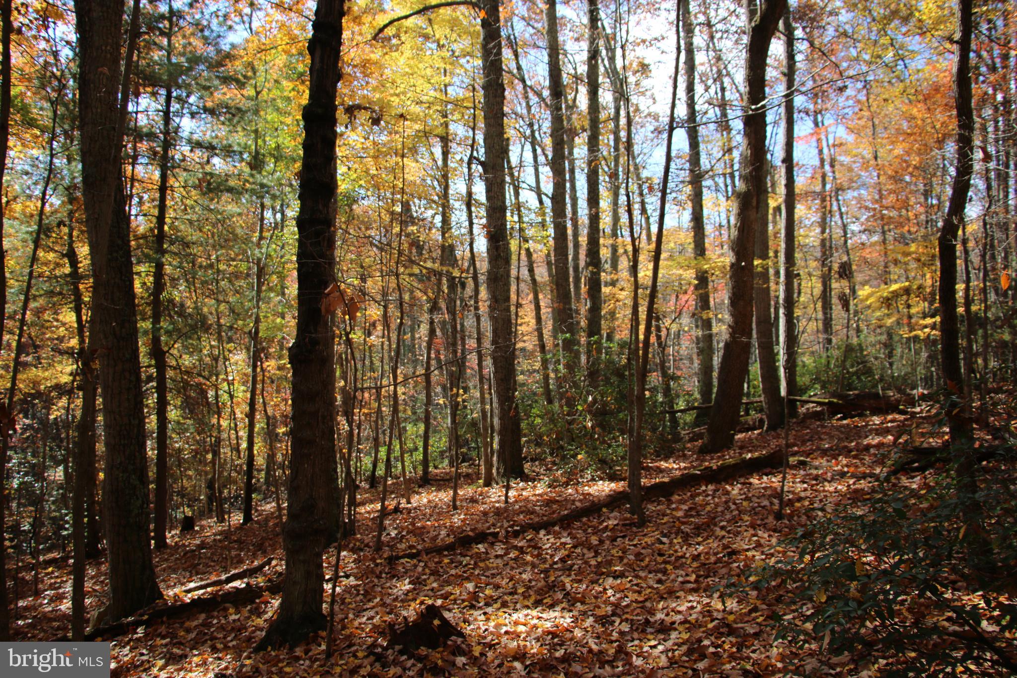 Eagles Nest Lane Castleton, VA 22716 - Photo 48 of 53