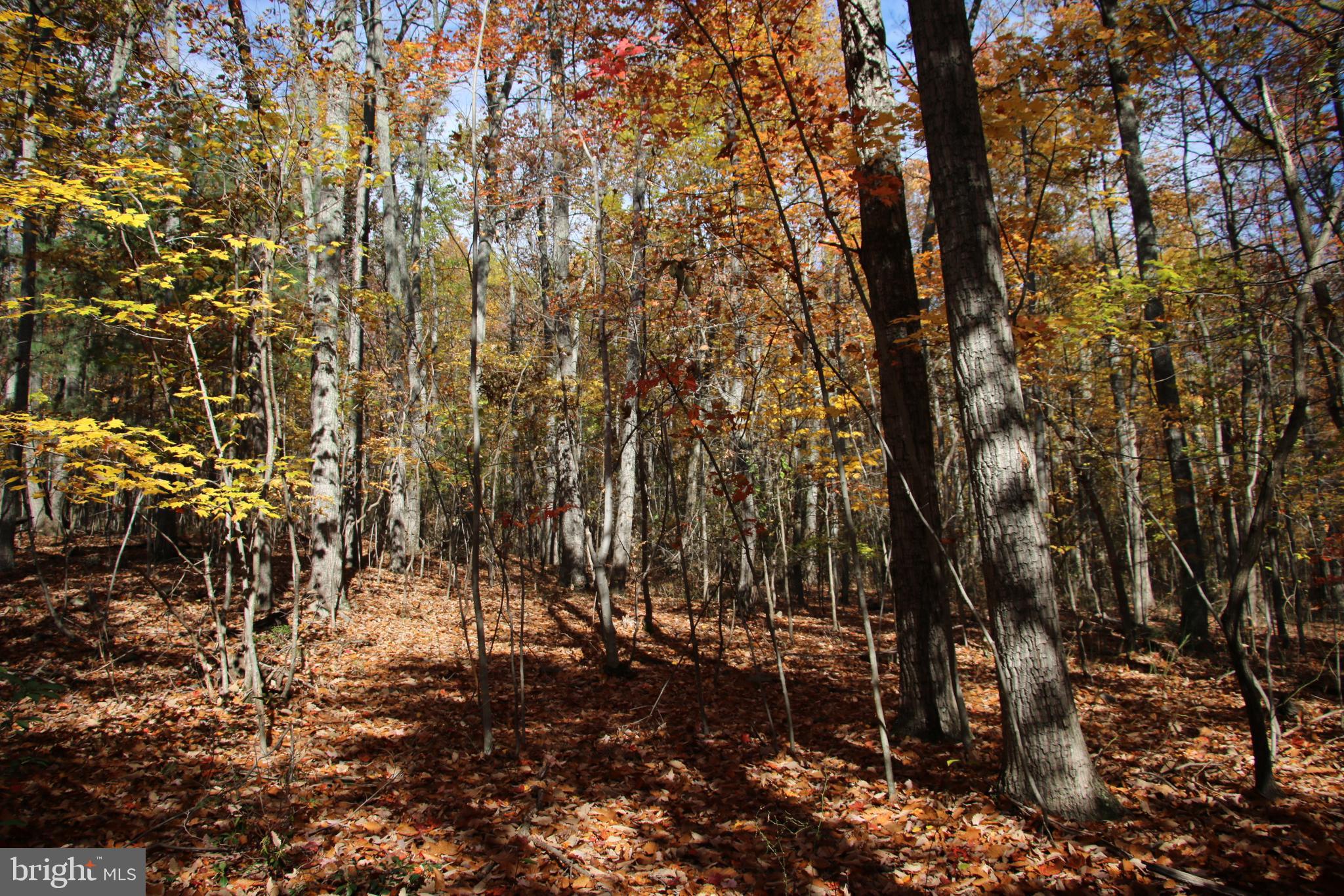 Eagles Nest Lane Castleton, VA 22716 - Photo 49 of 53