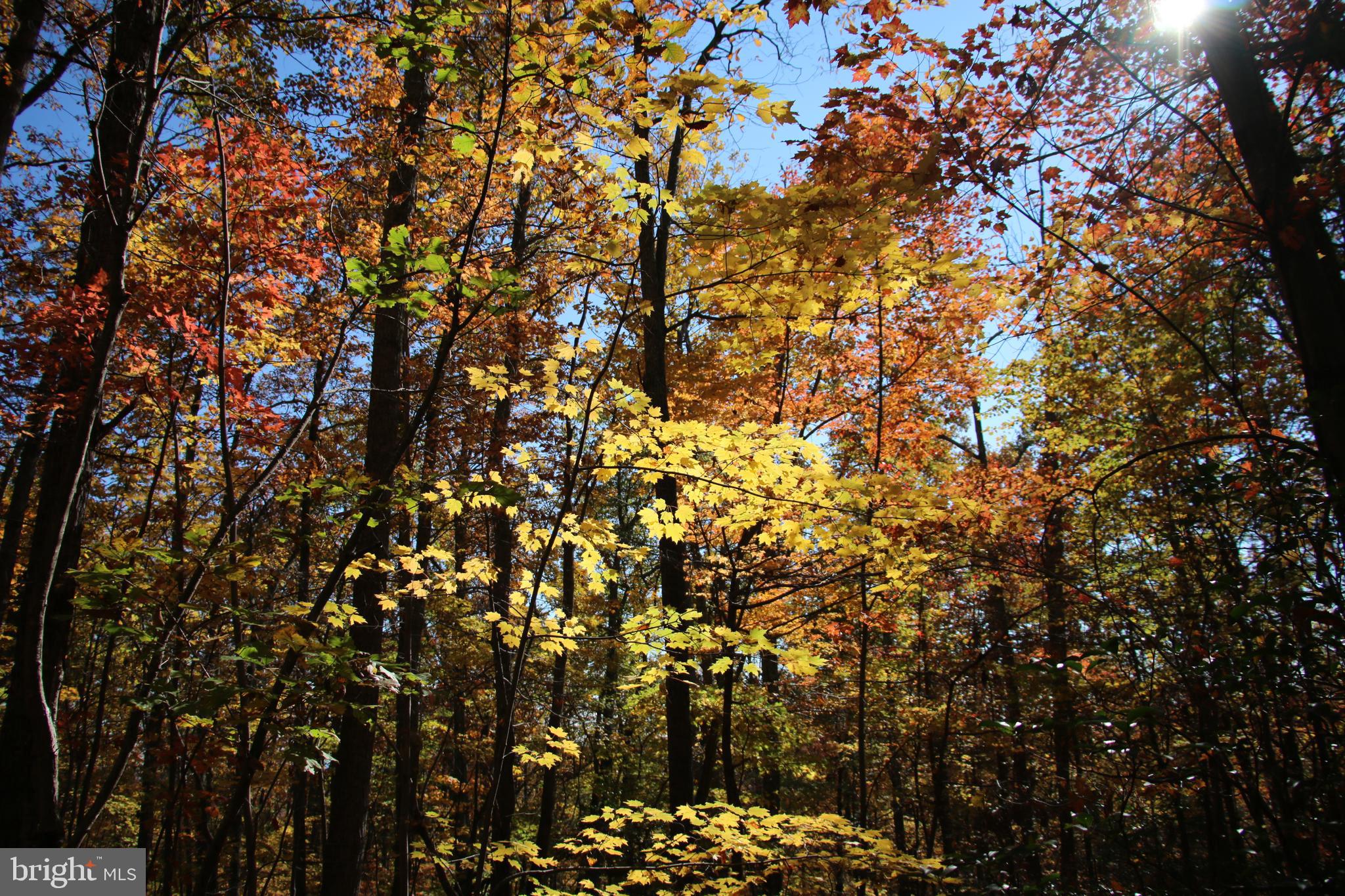 Eagles Nest Lane Castleton, VA 22716 - Photo 7 of 53