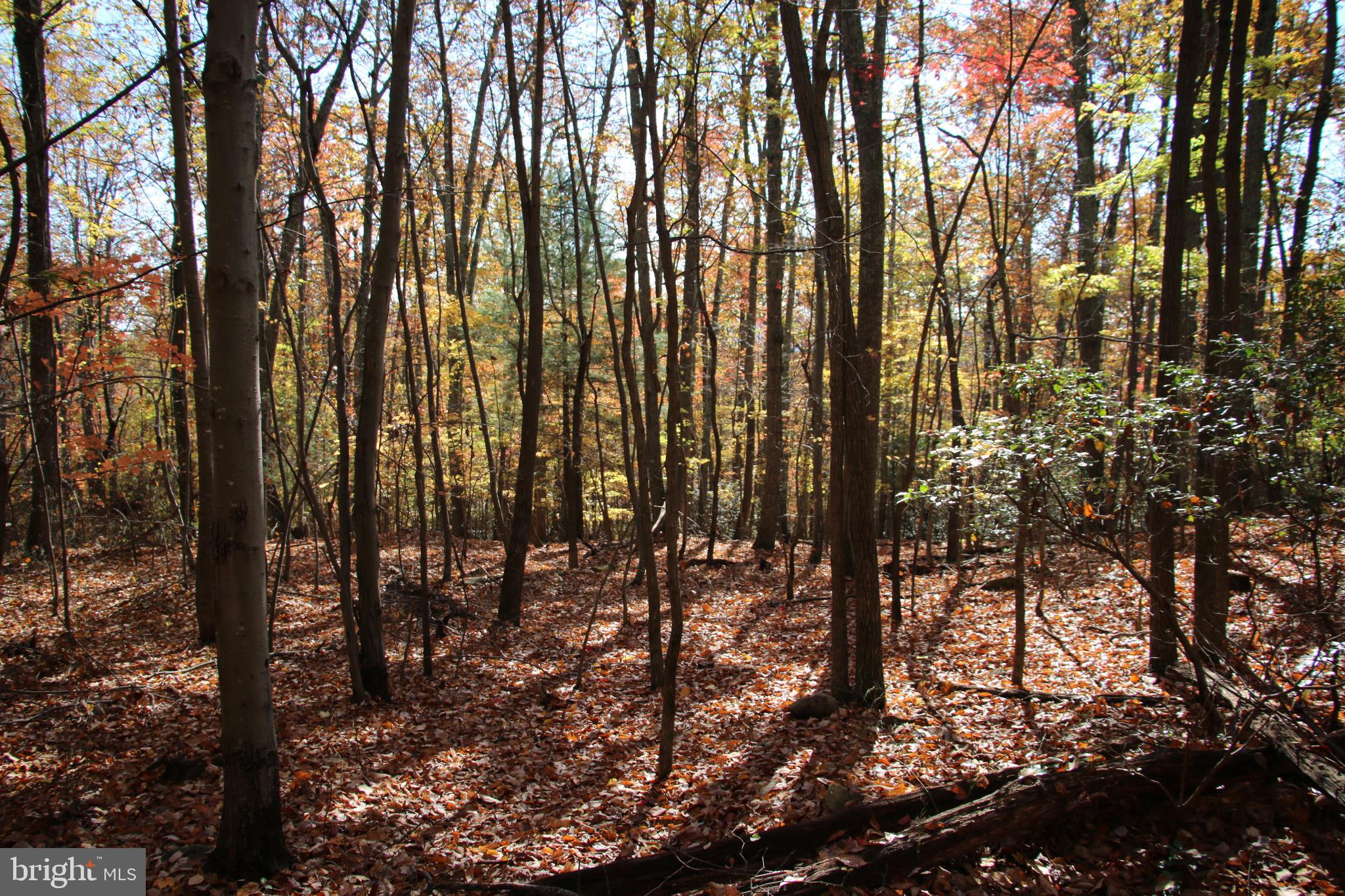 Eagles Nest Lane Castleton, VA 22716 - Photo 8 of 53