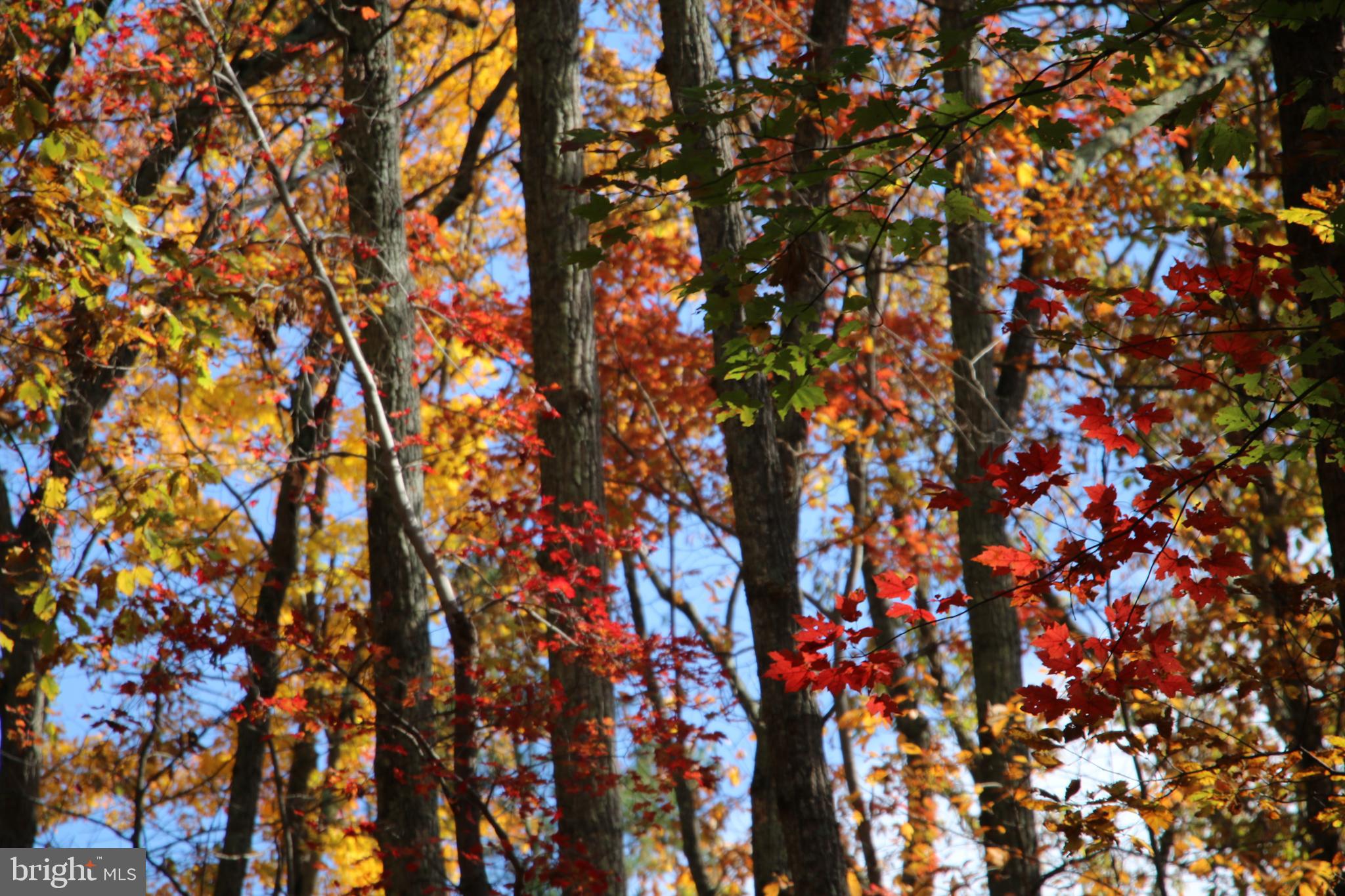 Eagles Nest Lane Castleton, VA 22716 - Photo 10 of 53
