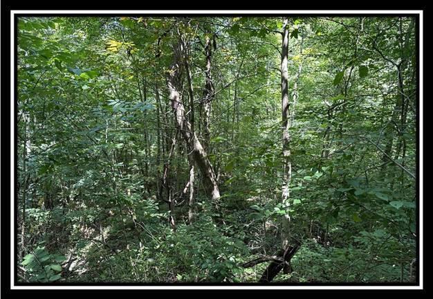 0 Old State Road, Unit TRACT 5) Crooksville, OH 43731 - Photo 29 of 36 image029