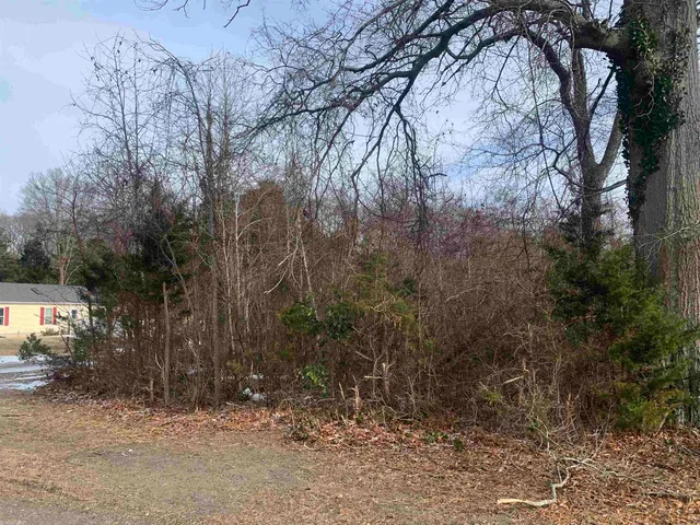 a view of a forest with trees