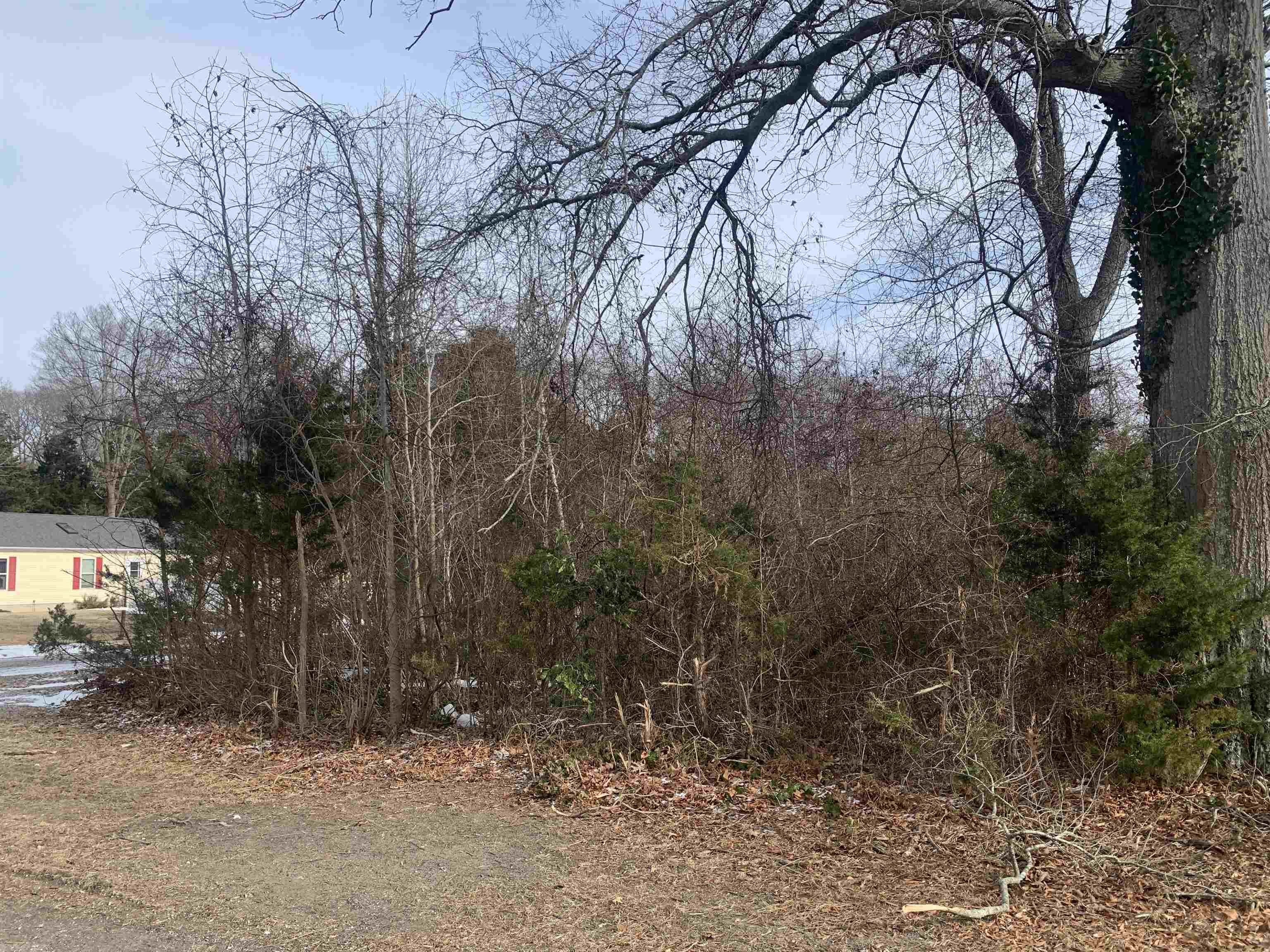 20 North 10th Avenue Rio Grande, NJ 08242 - Photo 4 of 7 a view of a forest with trees
