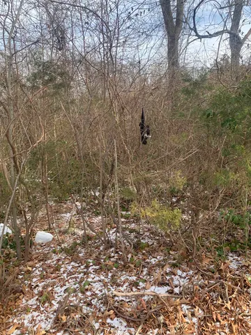a view of a house with a tree