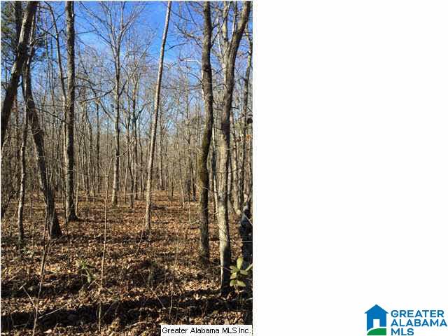 3703 Co Highway 24 Springville, AL 35146 - Photo 24 of 28