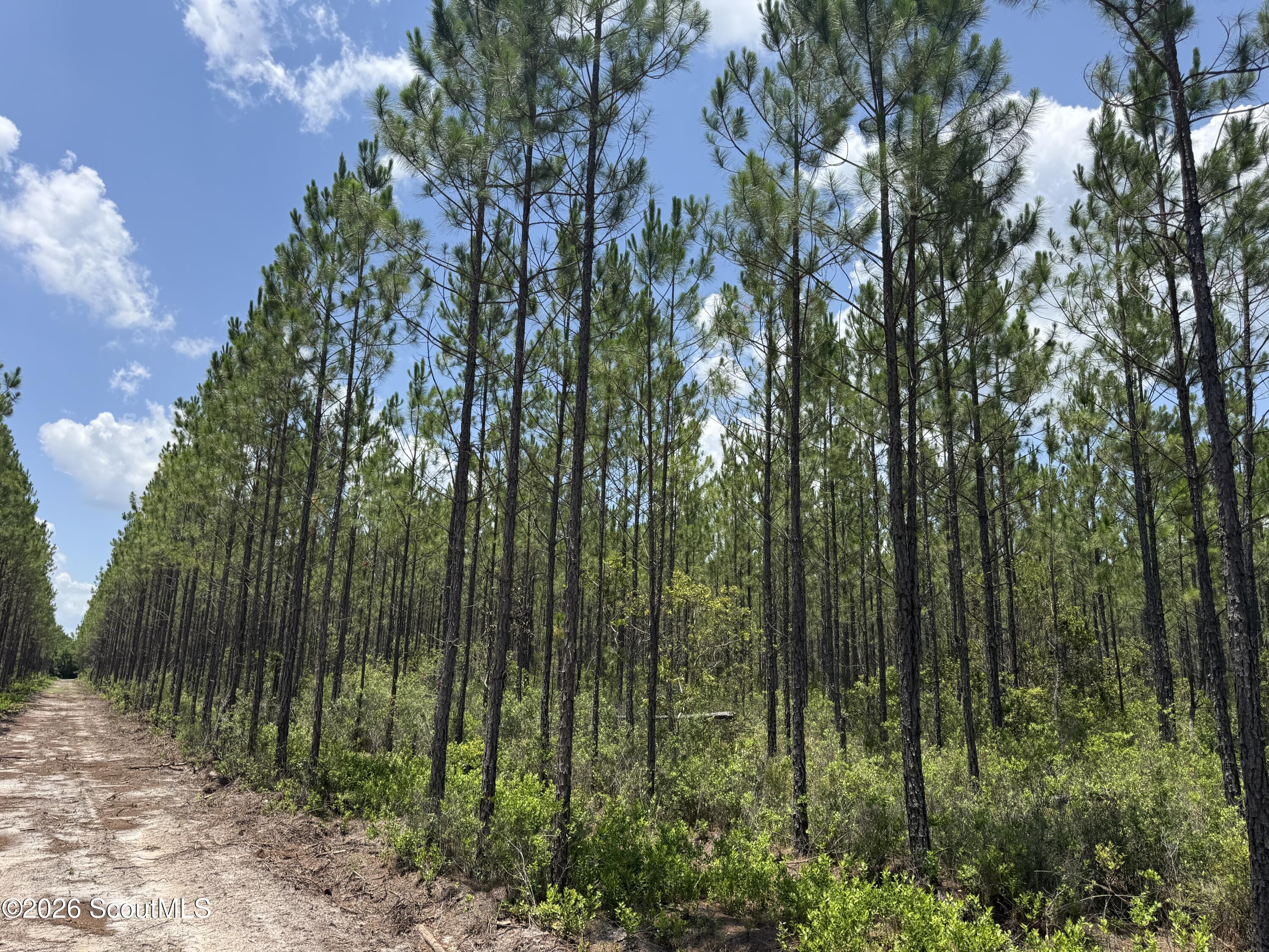 Lot 6 Corbitt Road, Unit LOT 6 Manor, GA 31550 - Photo 10 of 15 IMG_8023