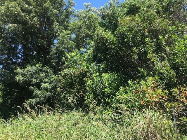 116 B Puu Road Kalaheo, HI 96741 - Photo 8 of 14 a view of a lush green forest